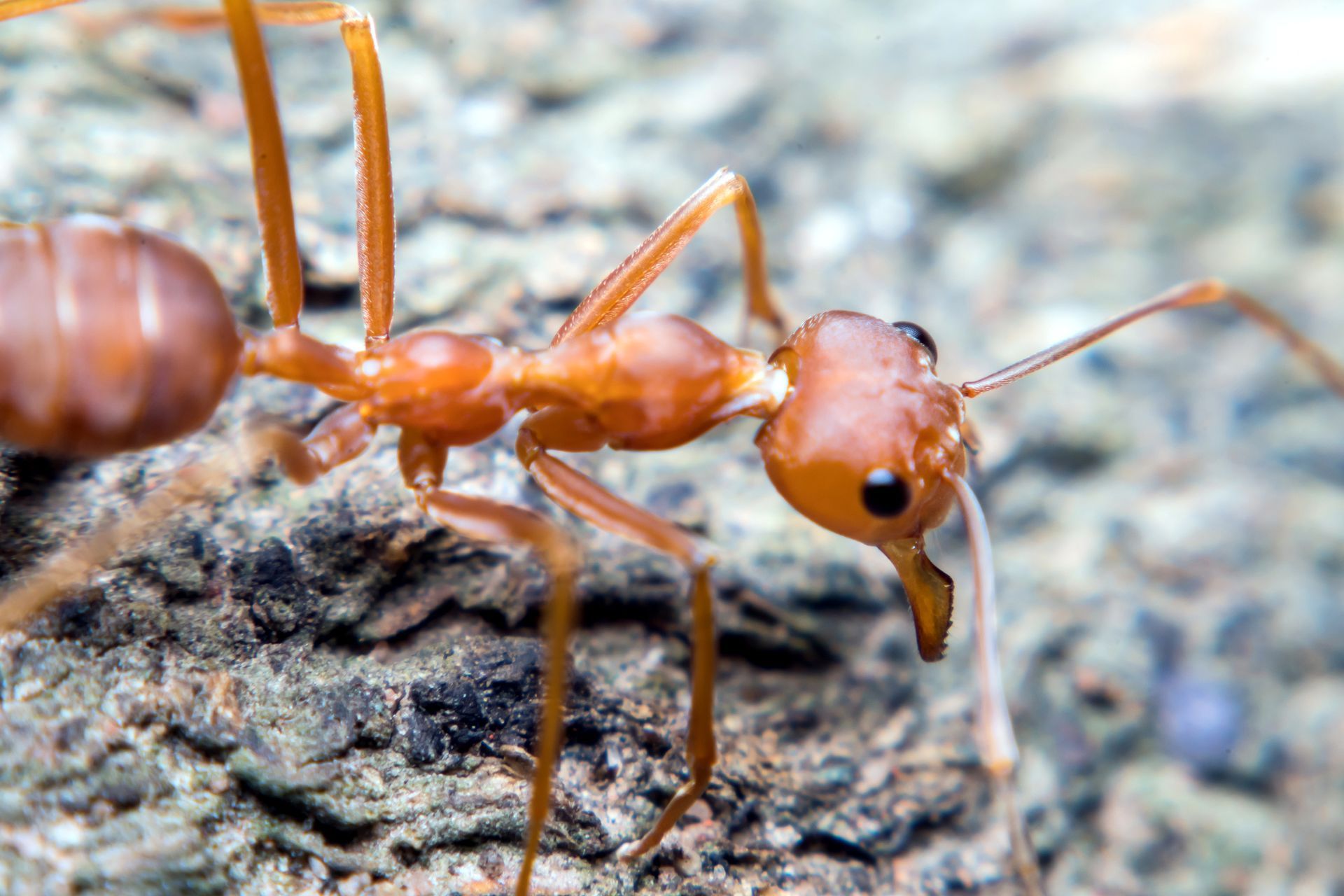 Ant Treatments — Camdenton, MO — Ozark Pest Solutions