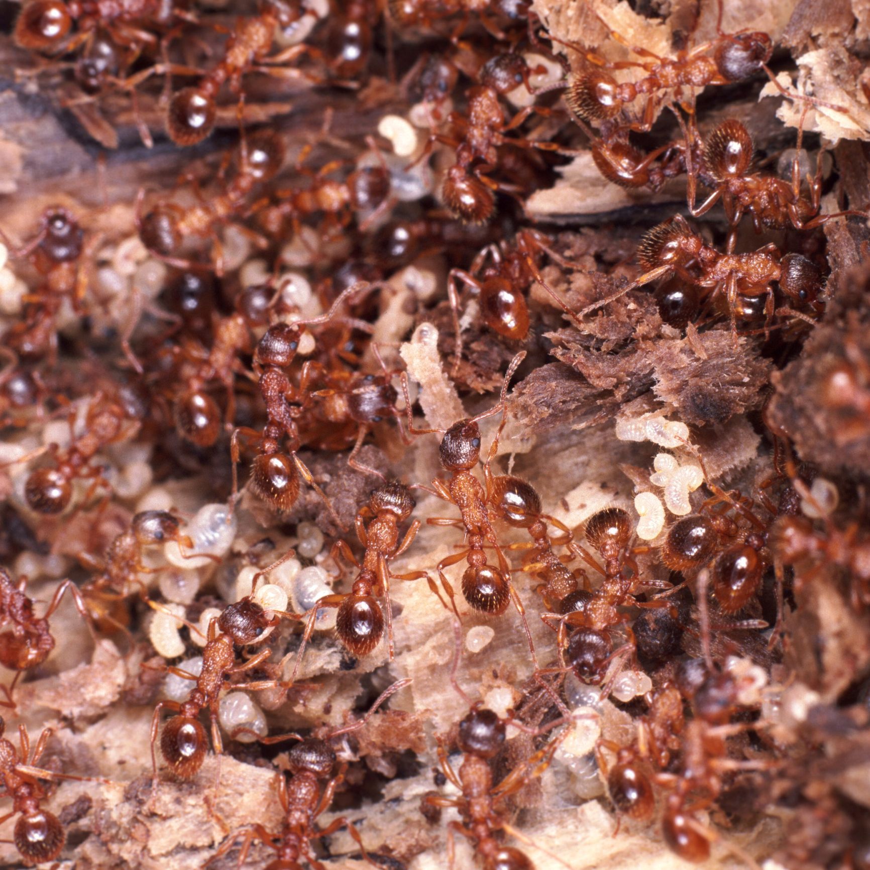 Carpenter Ant Treatments — Camdenton, MO — Ozark Pest Solutions