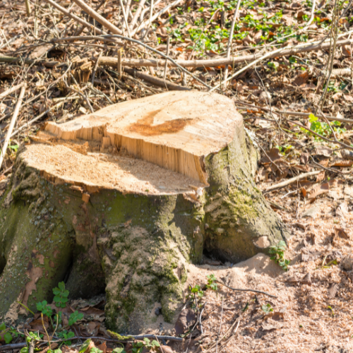 Midwest Tree Service Southern Illinois Tree Removal