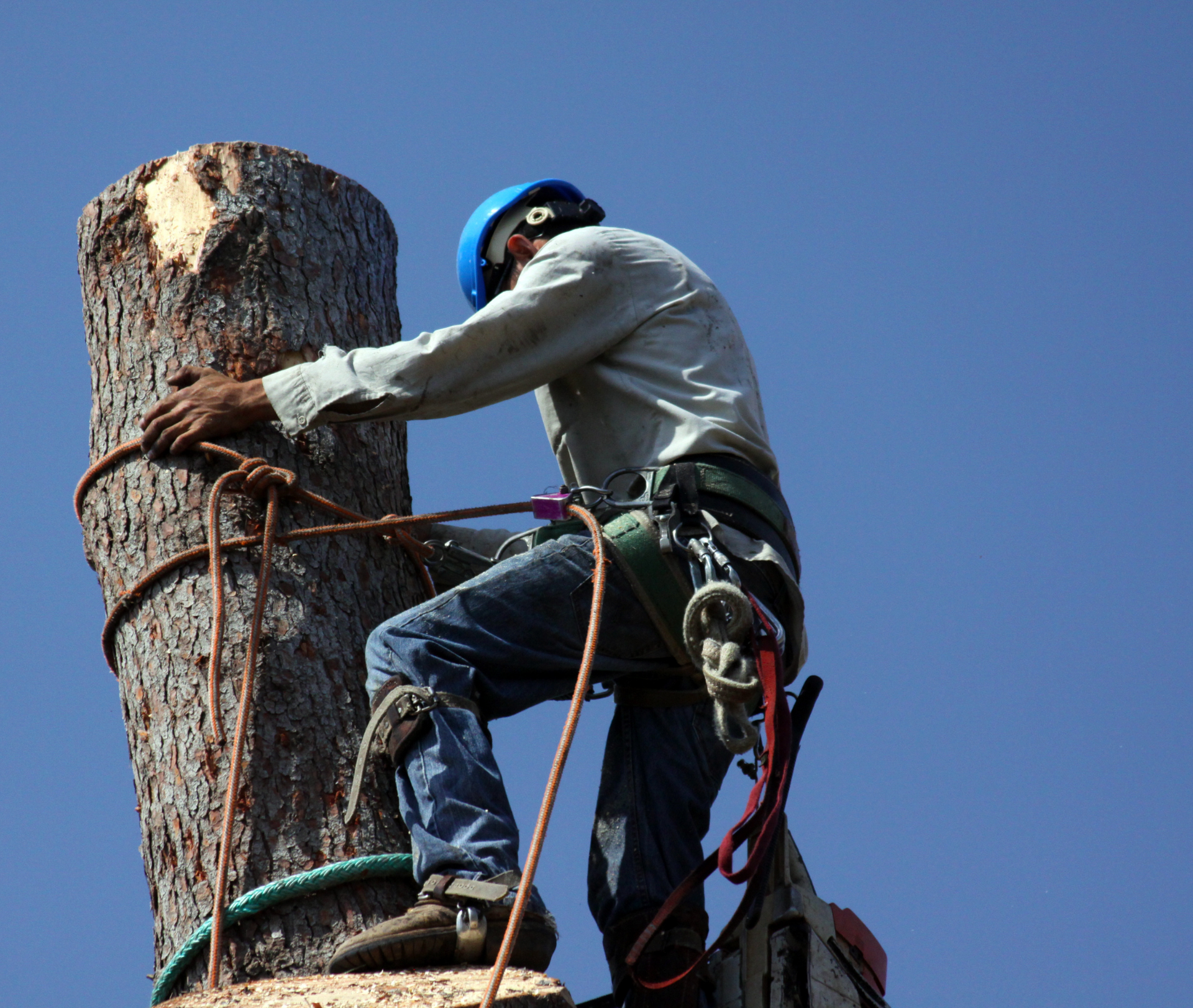 Midwest Tree Service Southern Illinois
