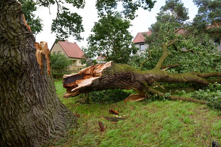 Midwest Tree Service Southern Illinois Storm Damage