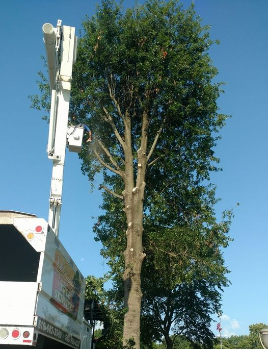 Midwest Tree Service Southern Illinois