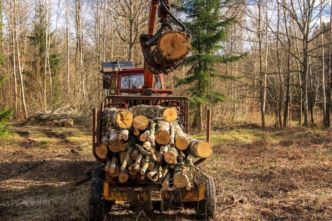 Cutting Down the Price: What Tree Removal Really Costs
