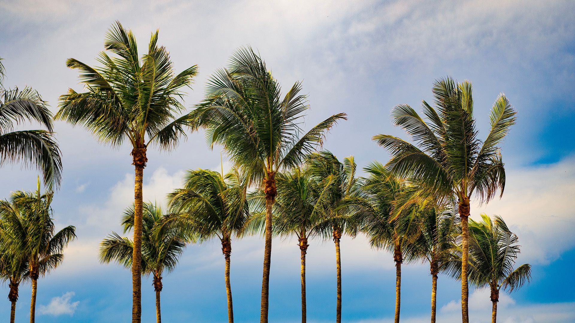 Palm trees along a sunny tropical beach under a blue sky with wispy clouds