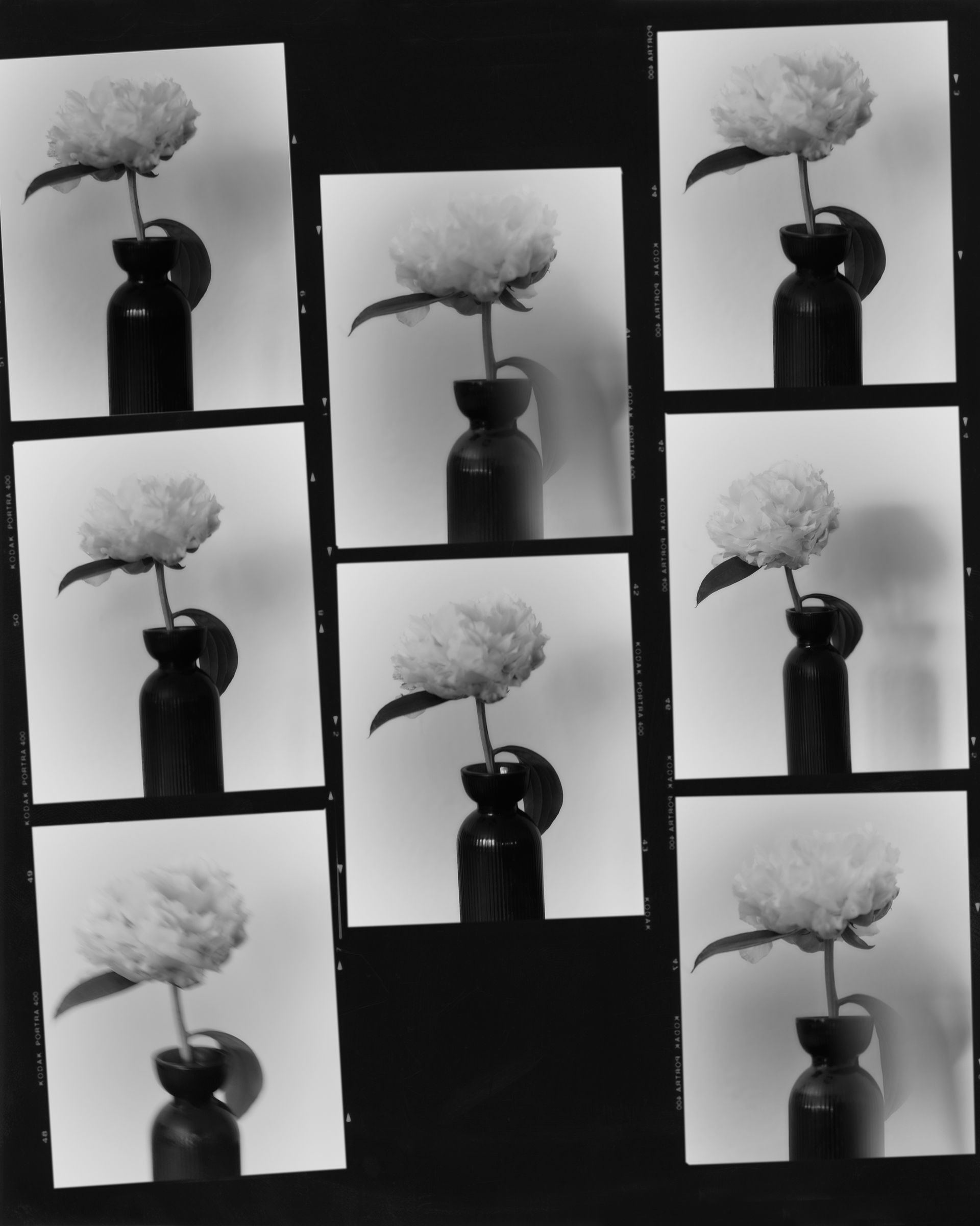 Monochromer Fotokontaktabzug einer Blume in einer Vase; wiederholte Winkel und Beleuchtung.