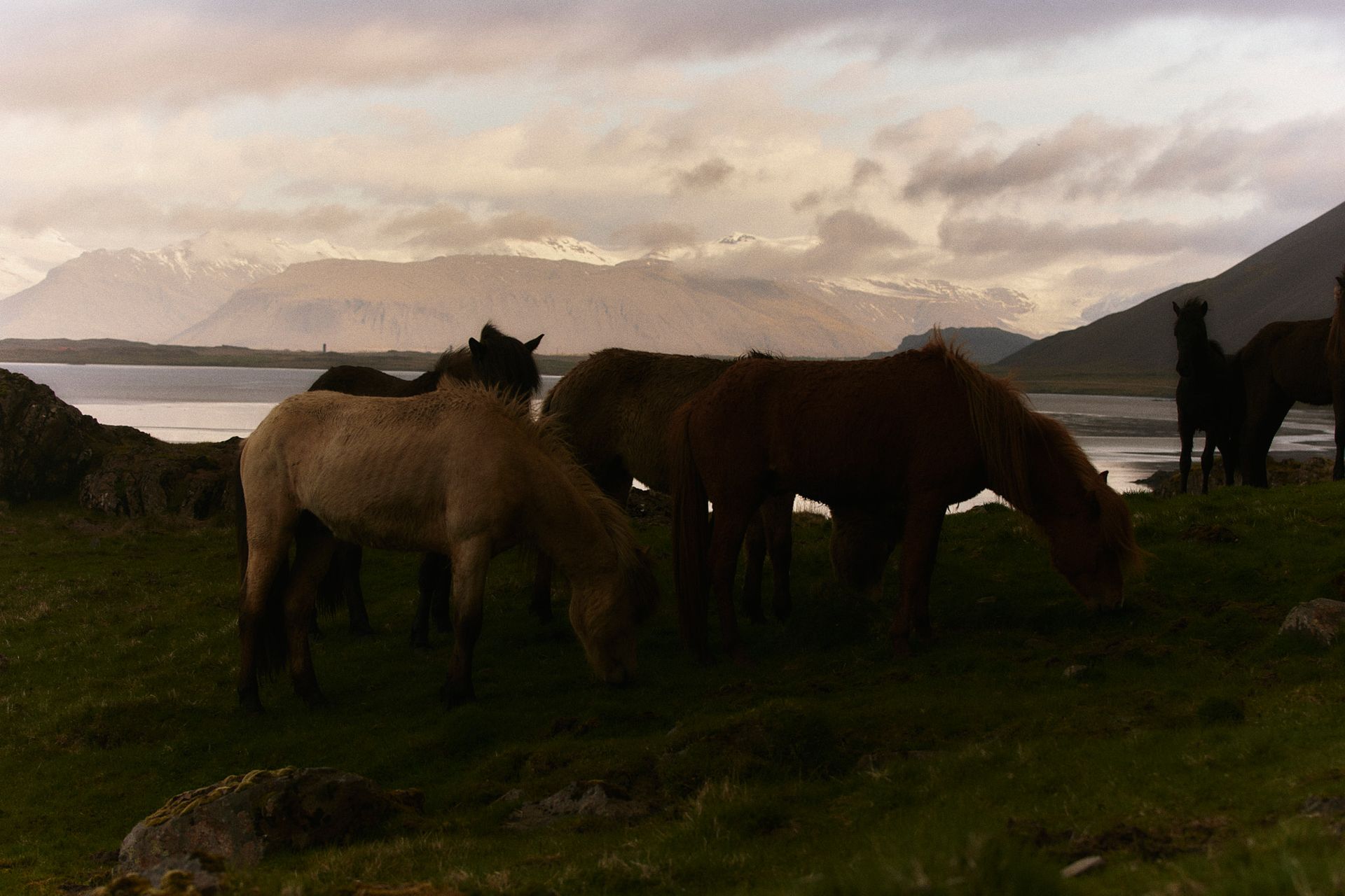 Pferde grasen unter bewölktem Himmel auf einem grasbewachsenen Hügel in der Nähe eines Sees und der Berge.