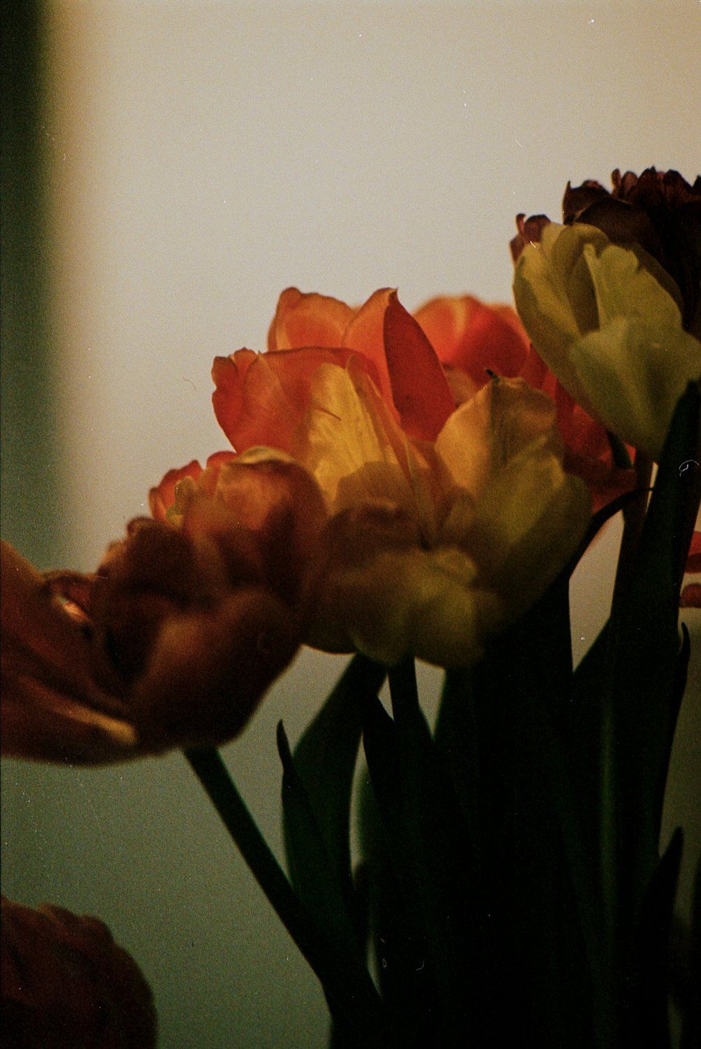 Nahaufnahme von orangefarbenen und gelben Tulpen mit grünen Stielen vor einem gedämpften Hintergrund.