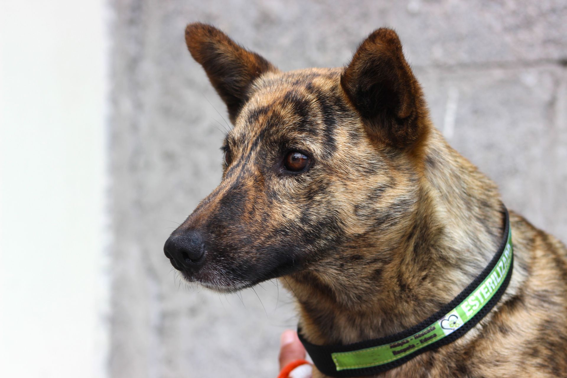 Pet Adoption Brindle Cattle Dog Mix Pet Adoption Australian Cattle