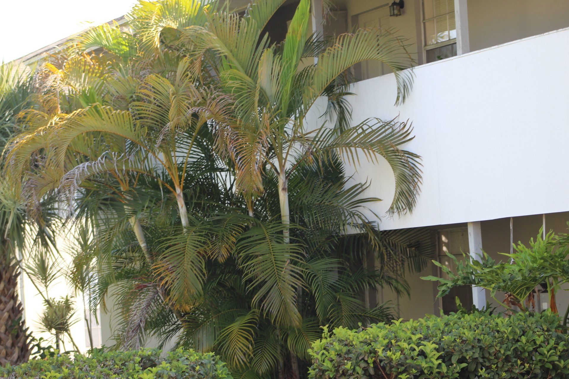 palm trees