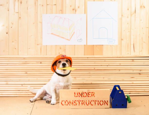 white dog wearing an orange hat on a job site with stacked wood behind him