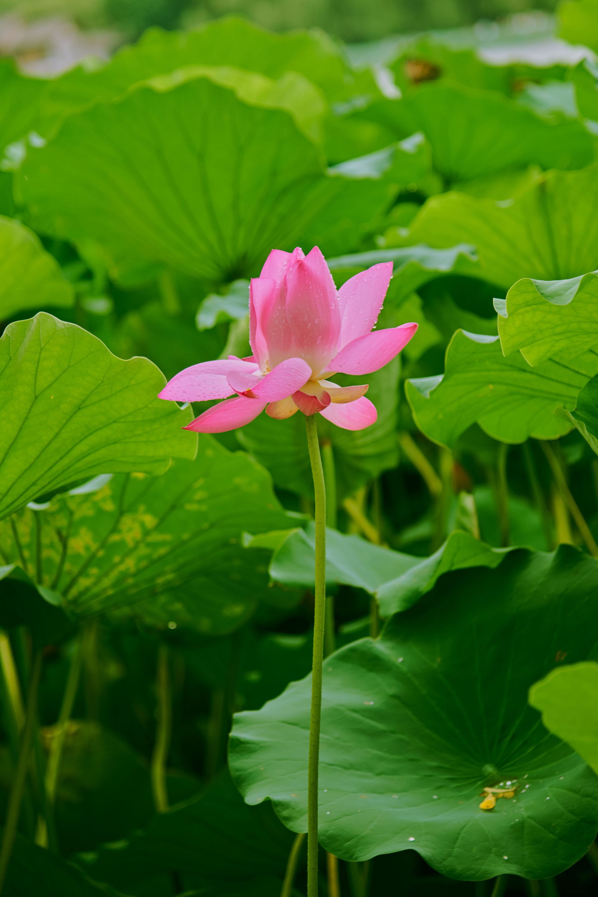 Pink lotus flower blooming among green leaves in a pond