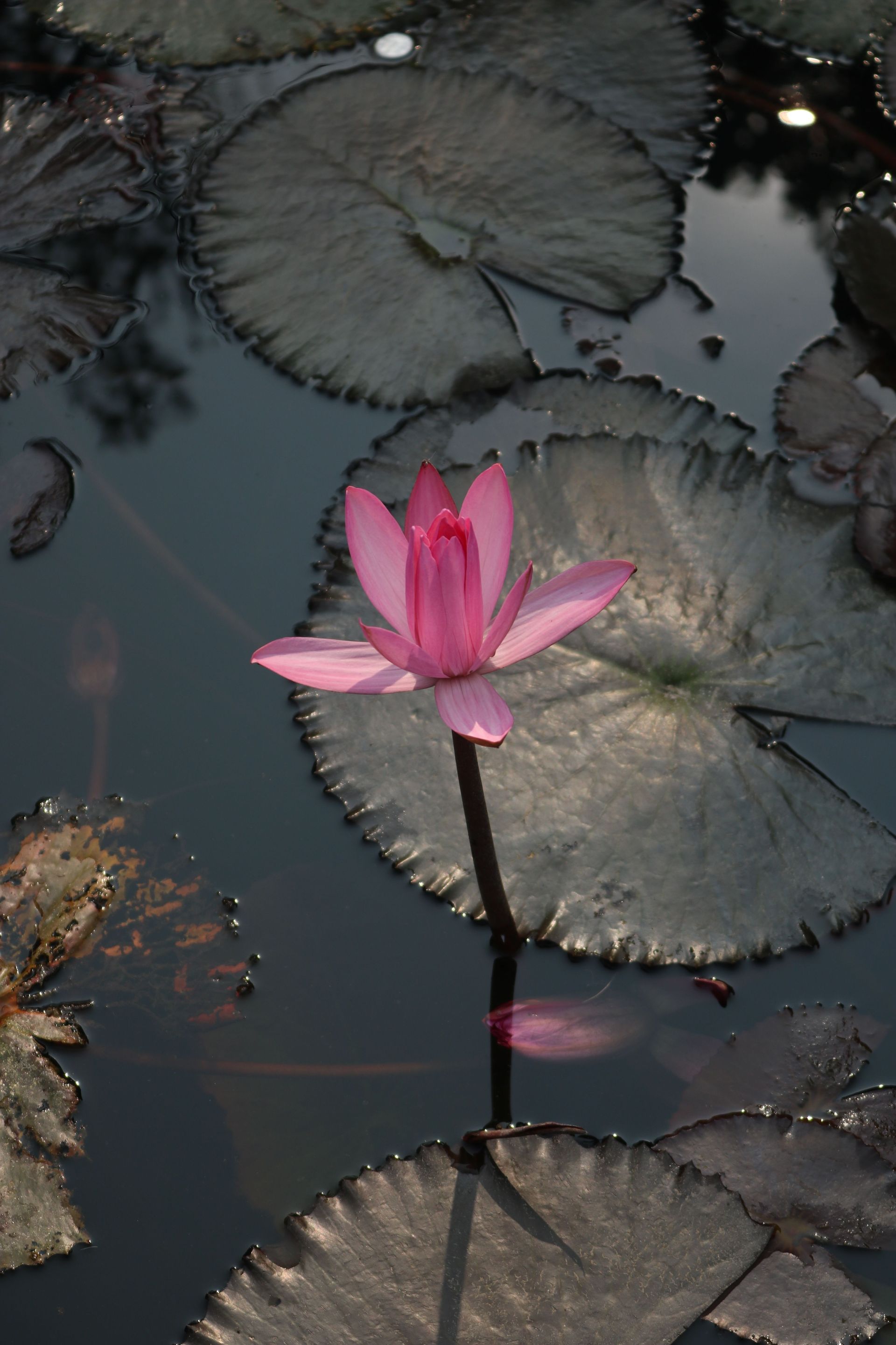 Pink water lily blooming among large lily pads in dark pond water