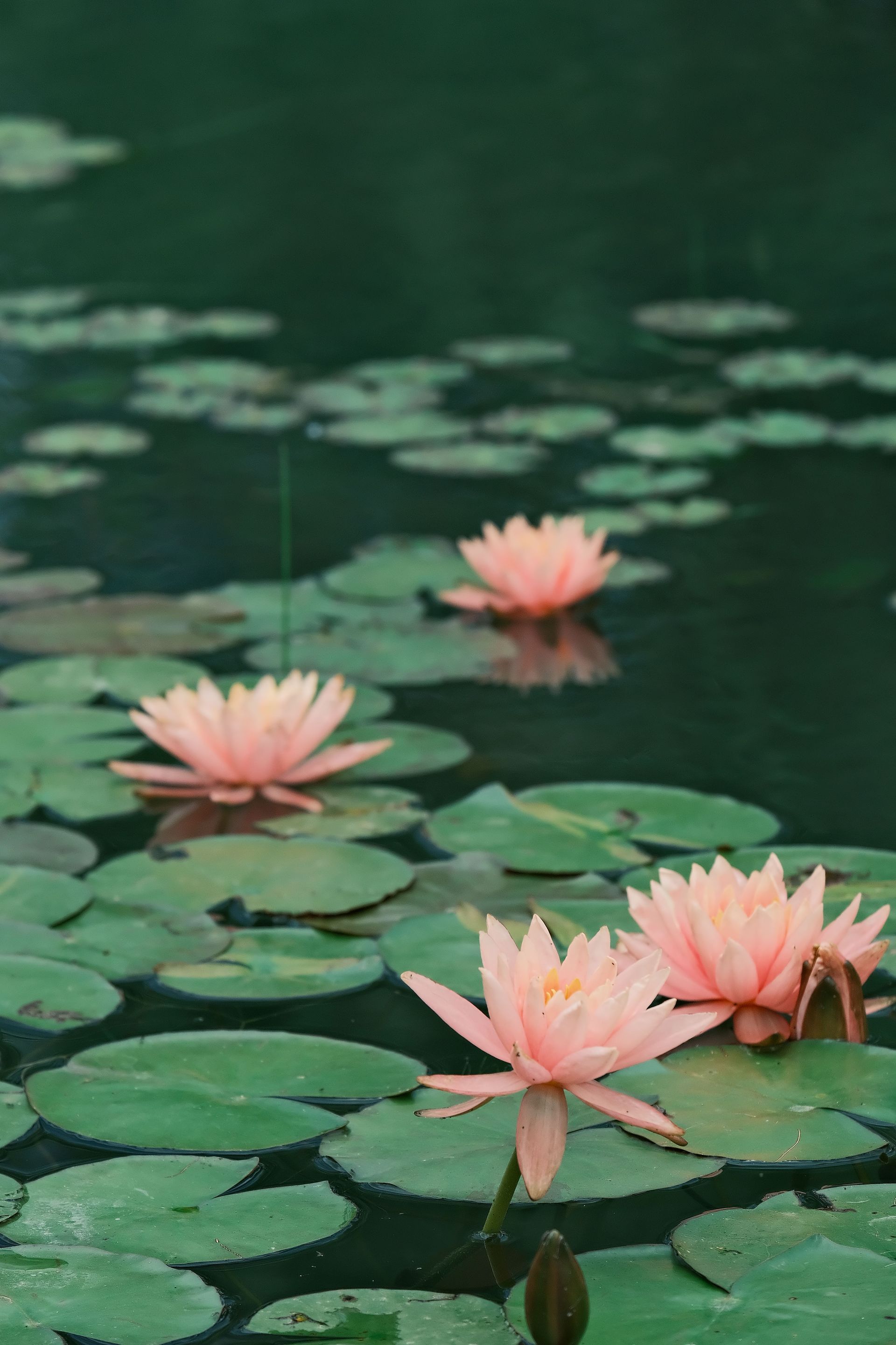 Pink water lilies floating among green lily pads on a dark pond