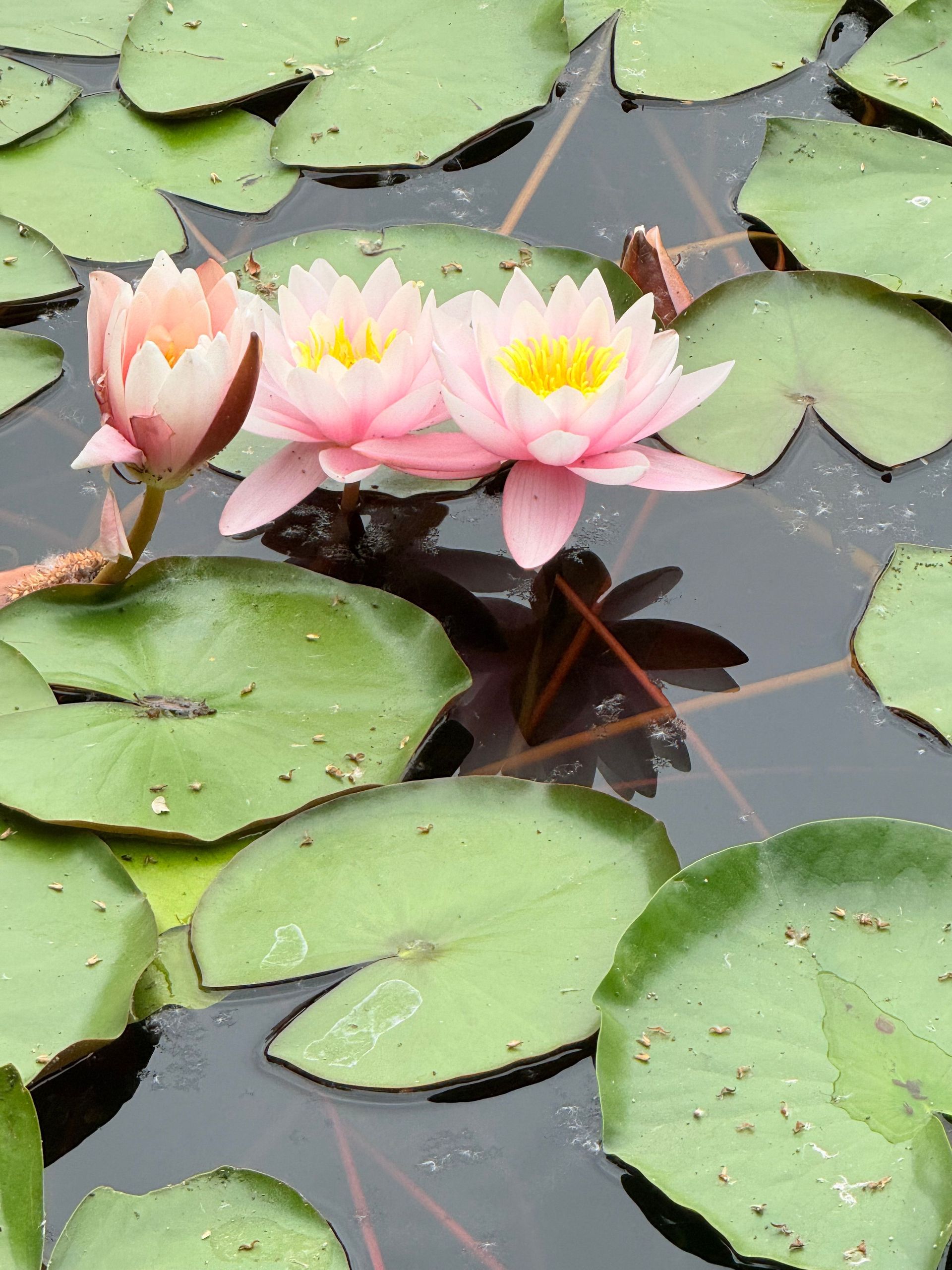 Pink water lilies among green lily pads on a pond