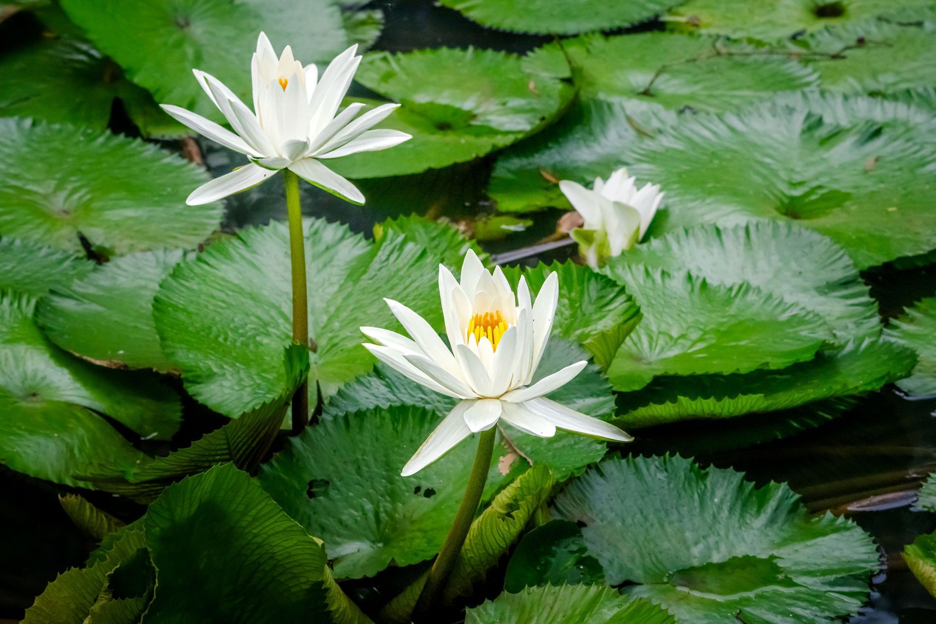 White water lilies blooming among green lily pads on a pond