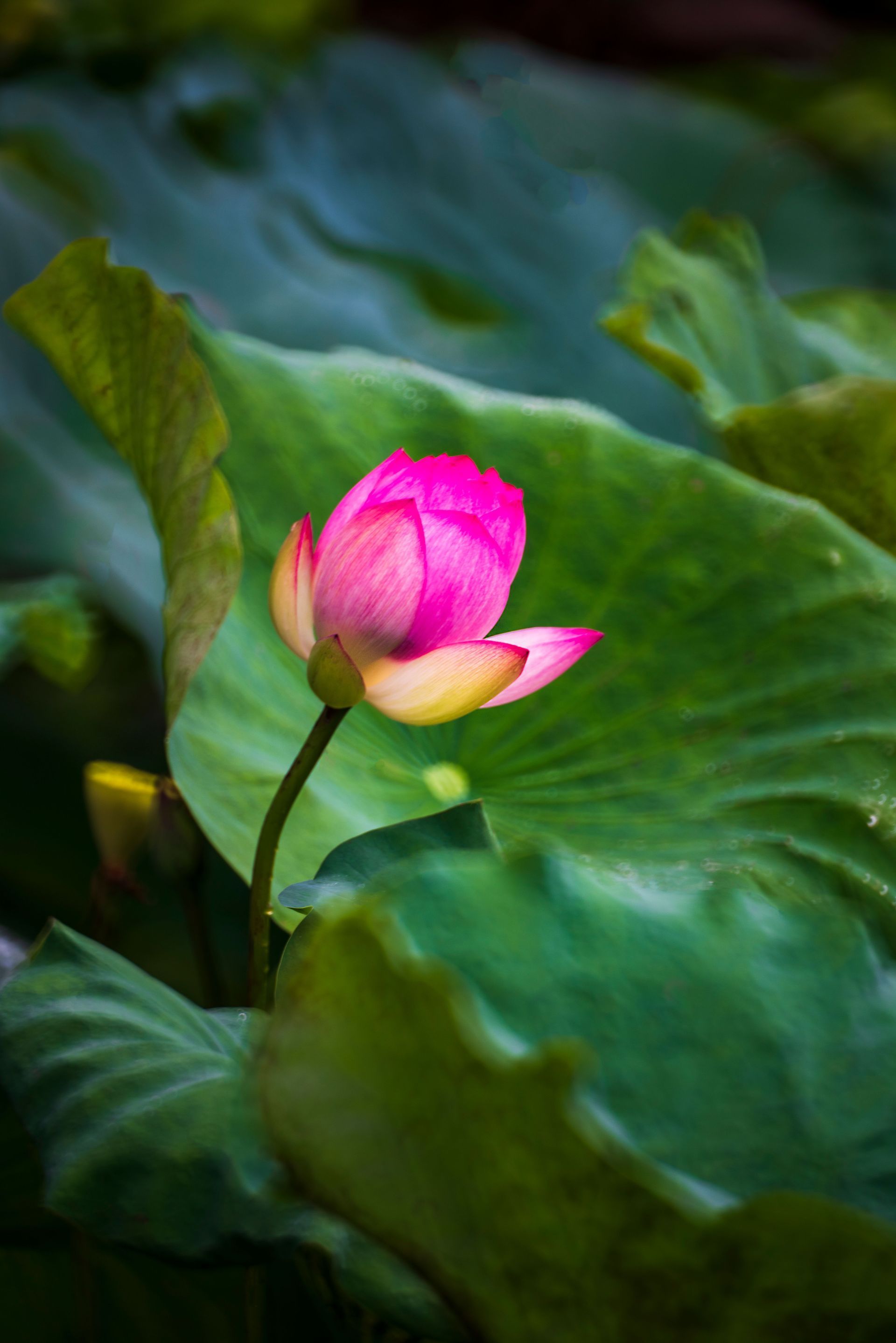 Pink lotus bud among green leaves