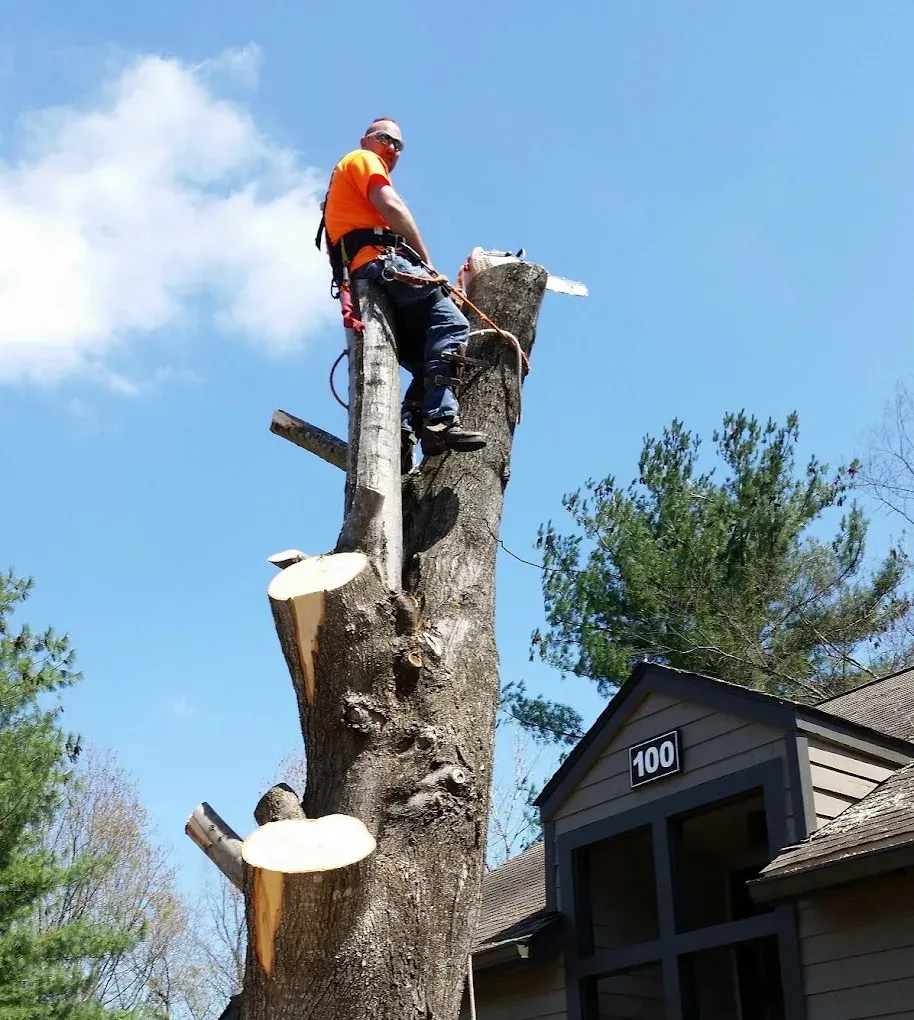 Arborist cutting a tree near a building wearing safety gear, under a blue sky.