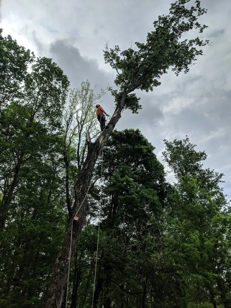 A tree service worker trims a tall tree against a cloudy sky.