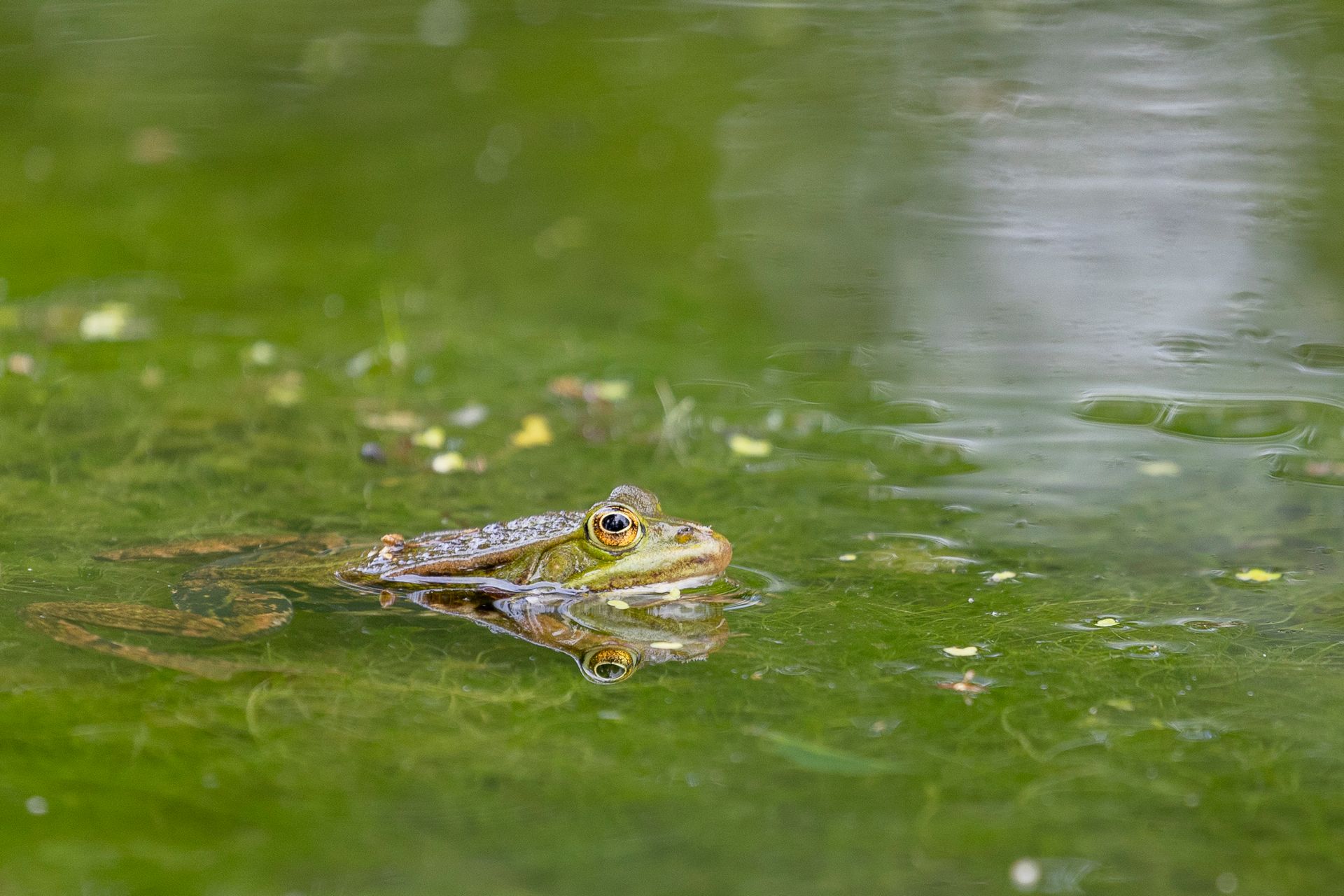 Een kikker drijft in groen vijverwater, gedeeltelijk ondergedompeld vlak onder het wateroppervlak.