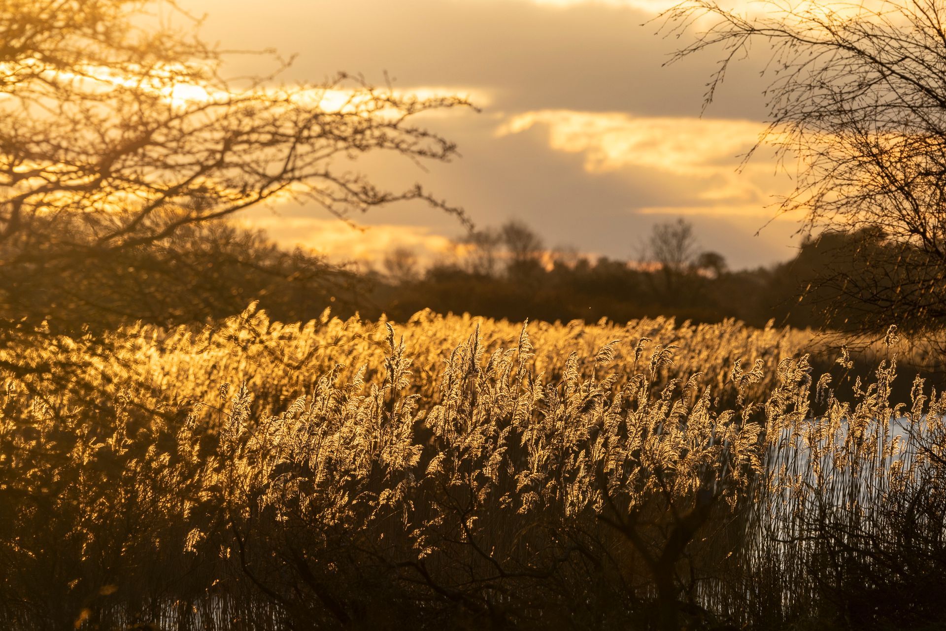 Gouden zonsondergang boven een moeras met glinsterende rietstengels en silhouetten van bomen tegen een bewolkte hemel.
