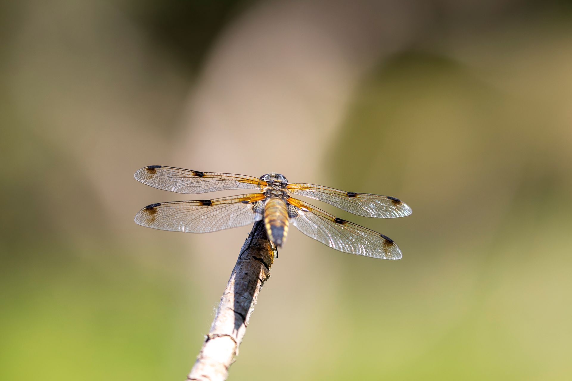 Een libelle zit op een takje tegen een wazige groene achtergrond.