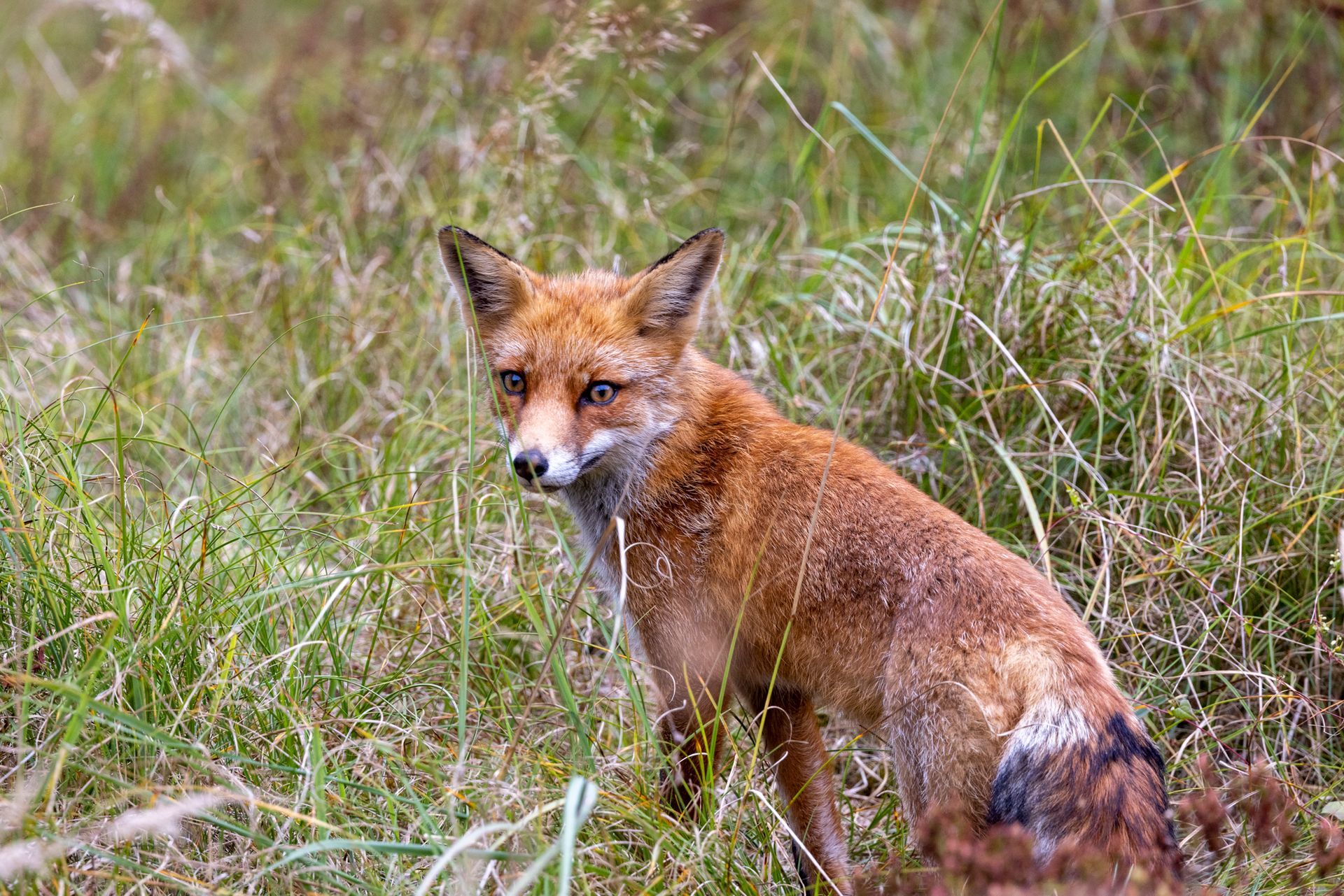 Een rode vos zit in het hoge gras en kijkt naar de camera.