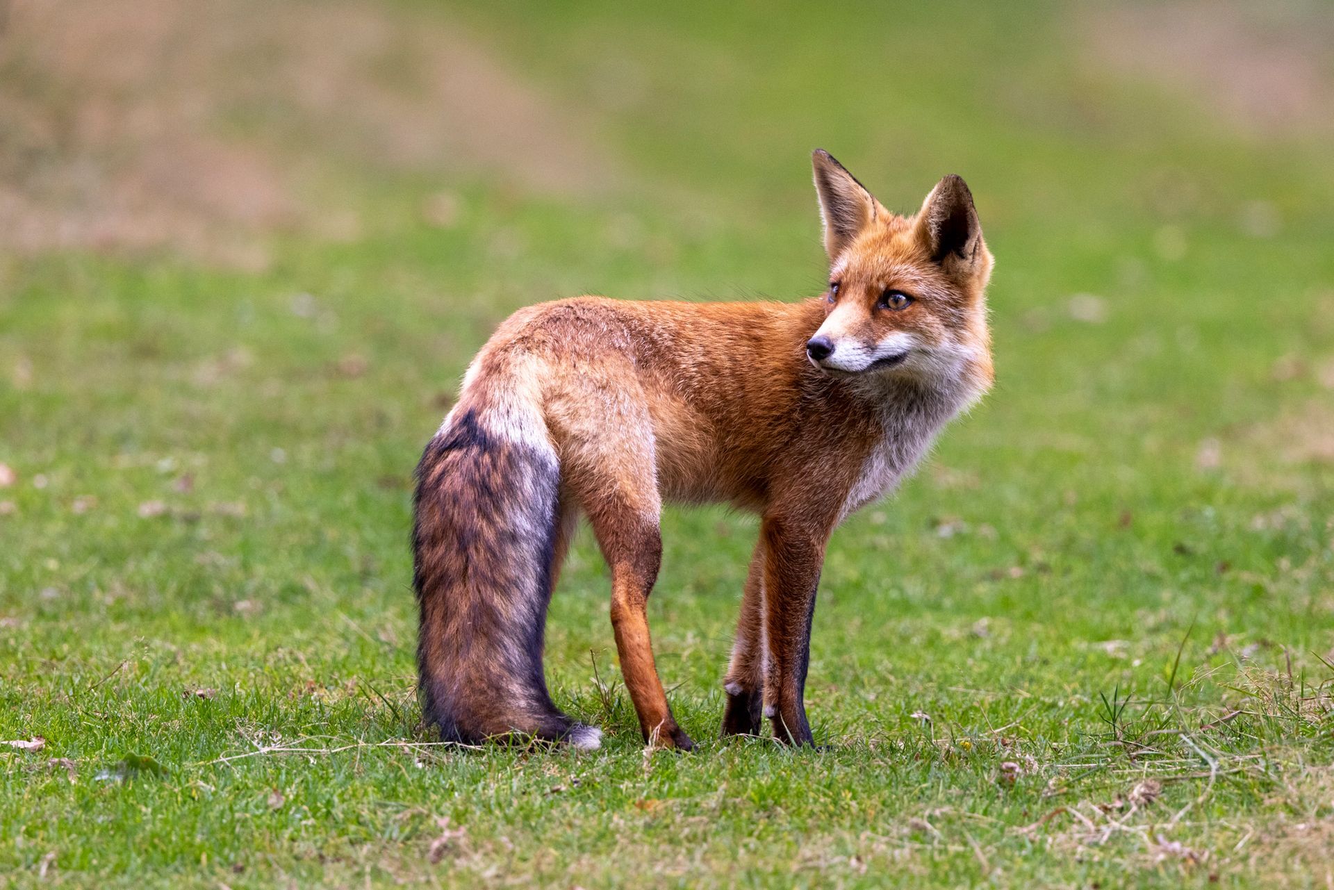 Vos, Amsterdamse Waterleidingduinen