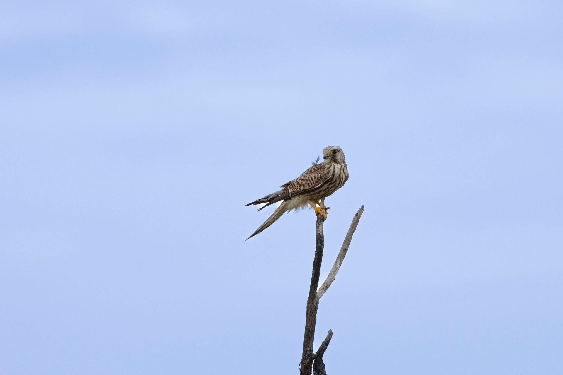 Roofvogel op een tak