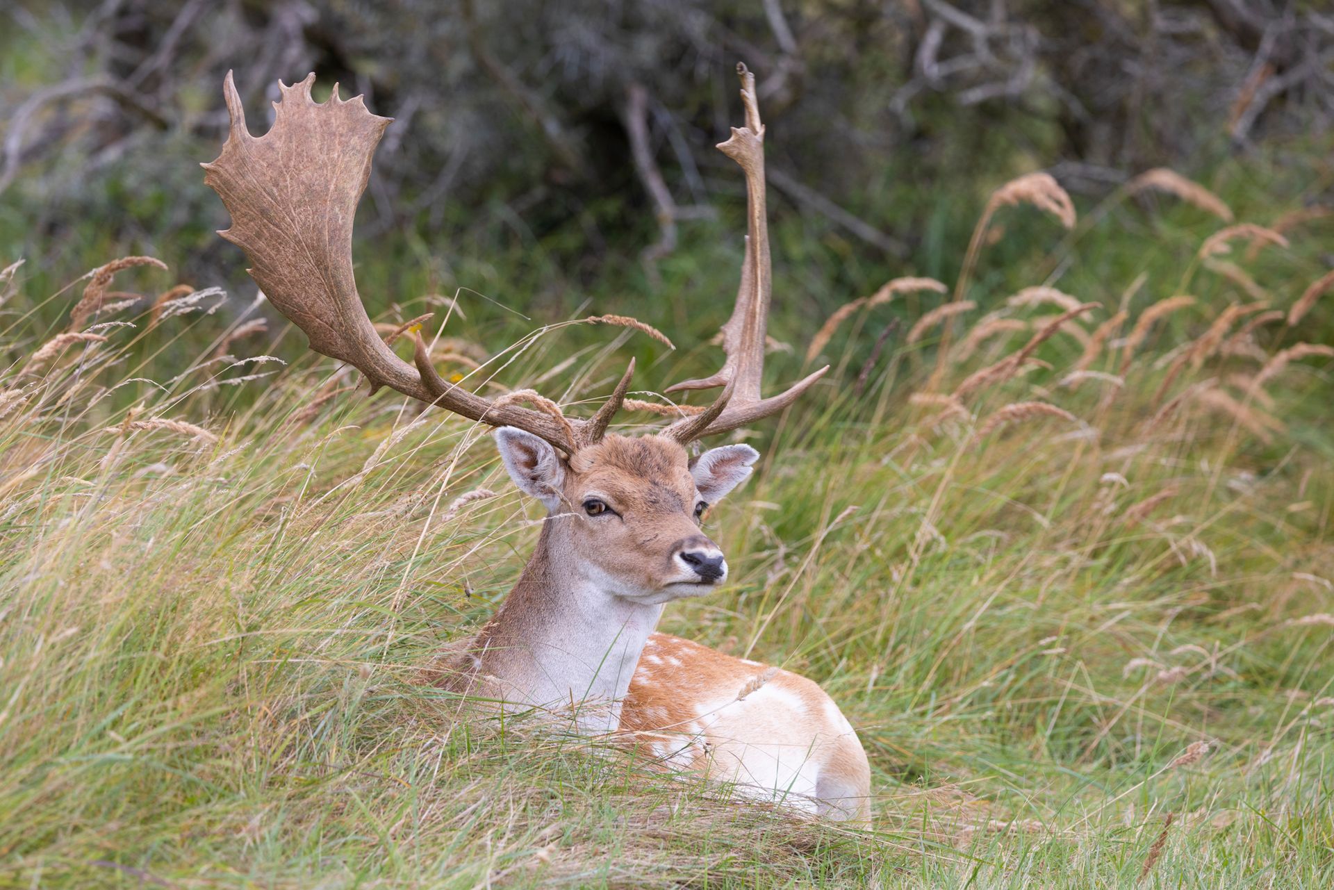 Een hert met een groot gewei ligt in het hoge gras in een bosrijk veld.