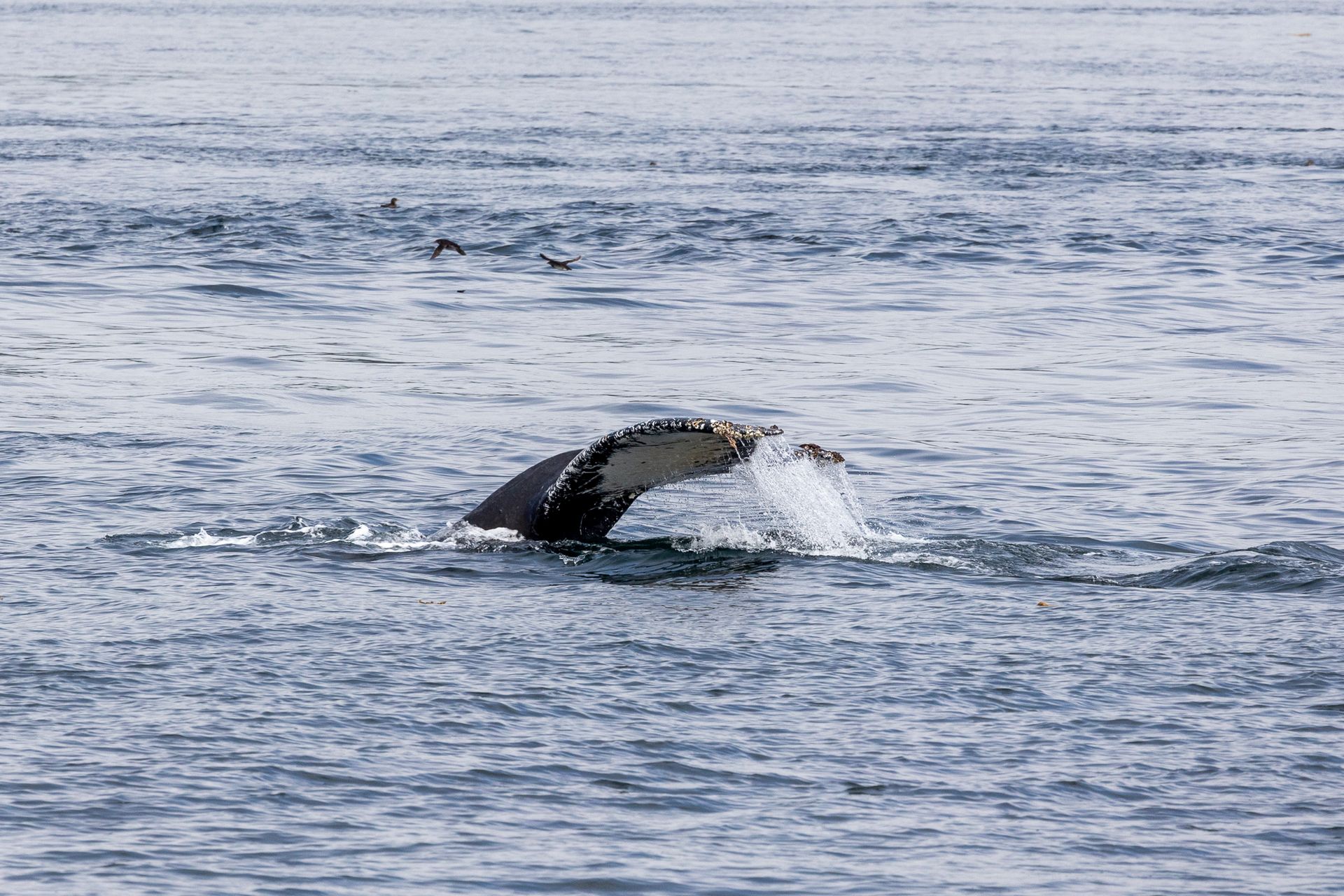 Staart van een bultrug, Vancouver Island, Canada