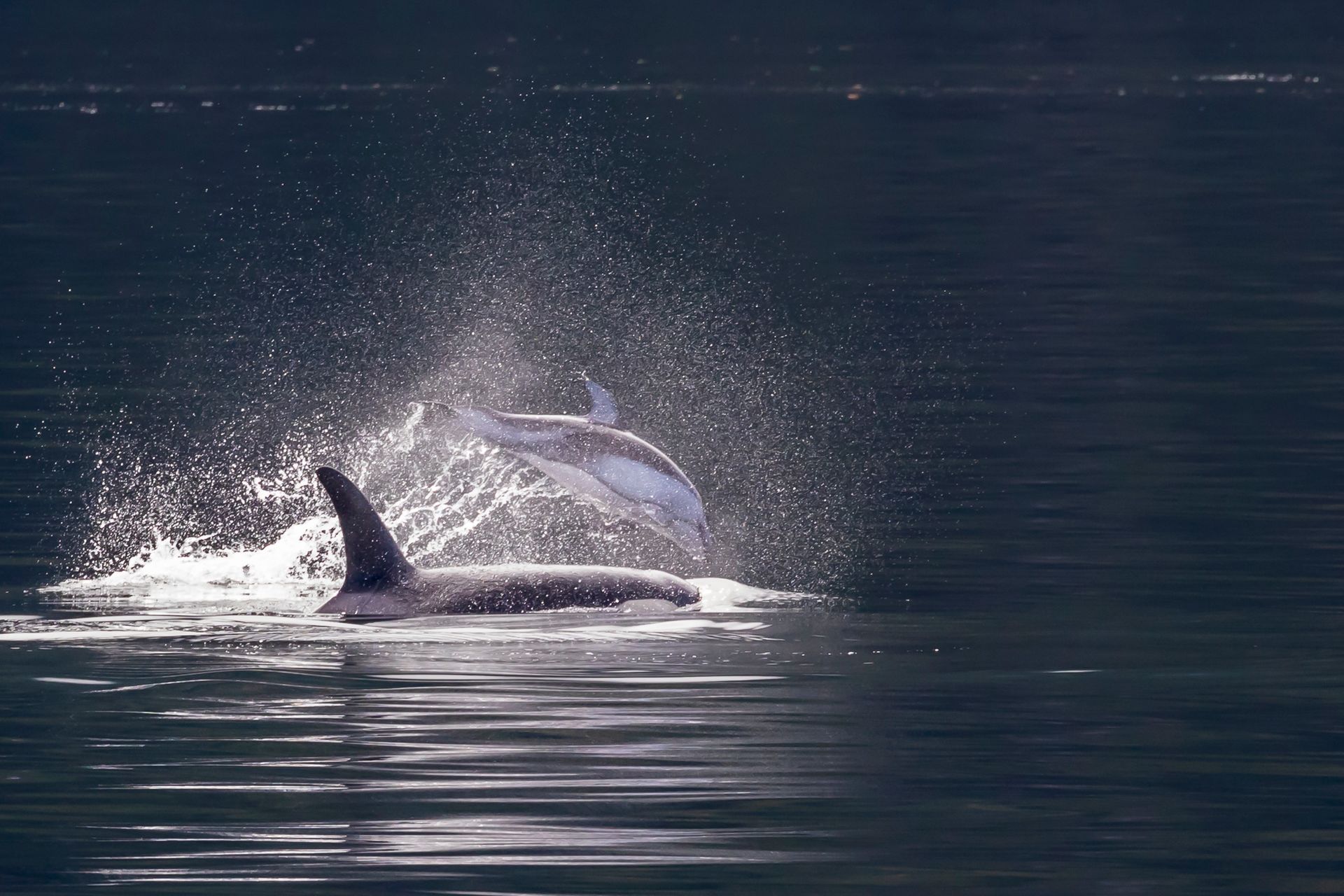 Een walvis die uit het donkere water springt en onder de nachtelijke hemel opspat.