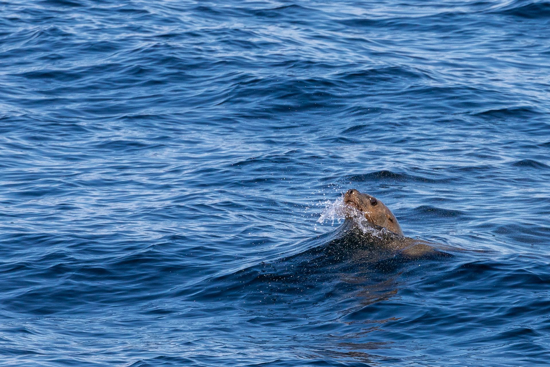 Een zeeschildpad komt boven water in de diepblauwe oceaan.