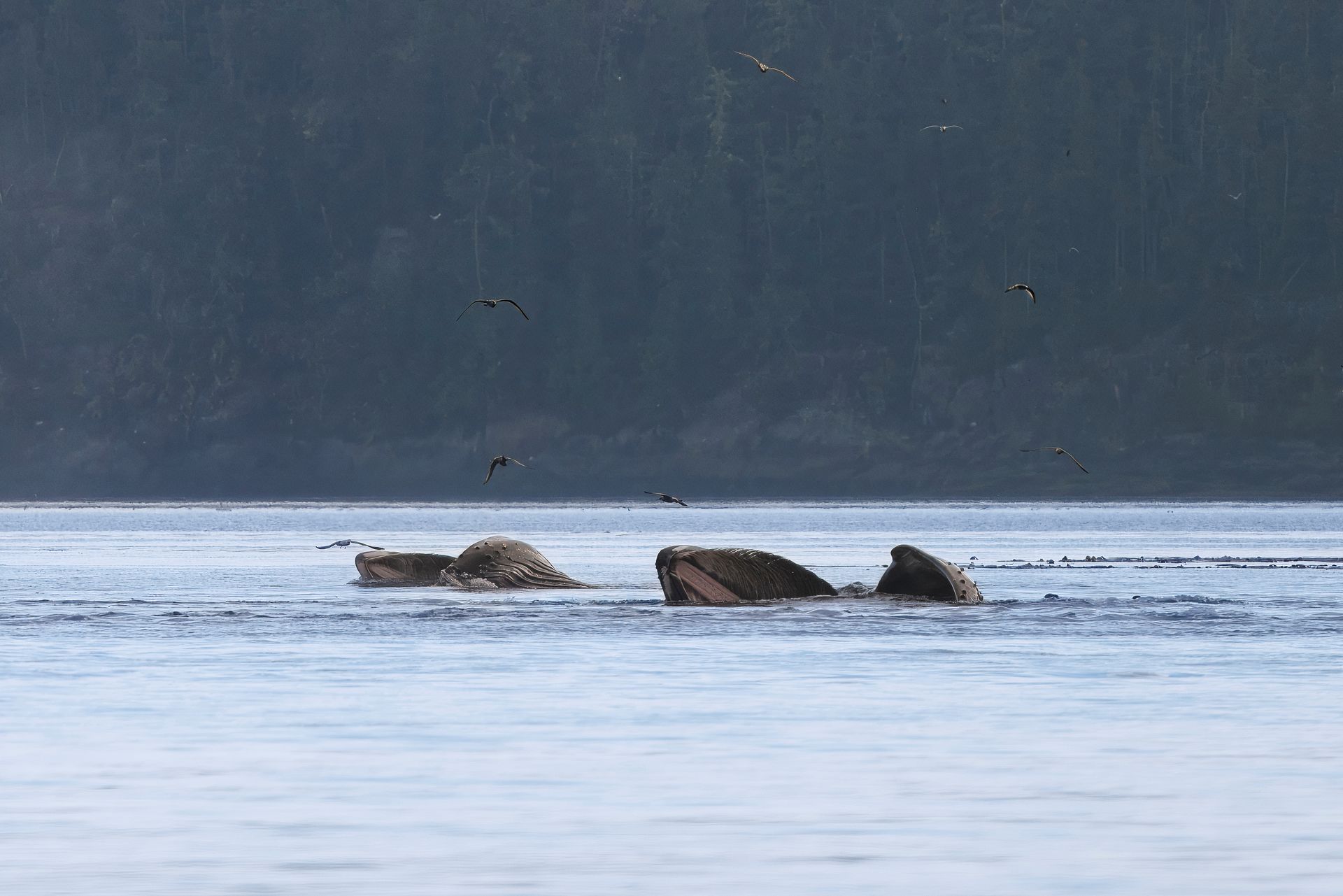 Etende bultruggen, Vancouver Island, Canada