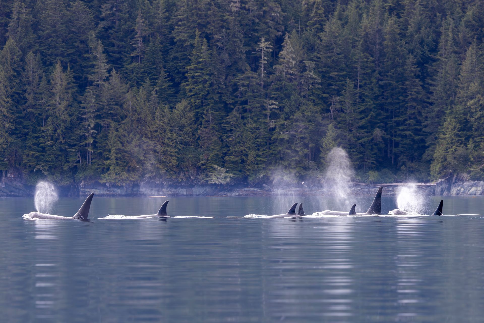Groep Orca's, Vancouver Island, Canada