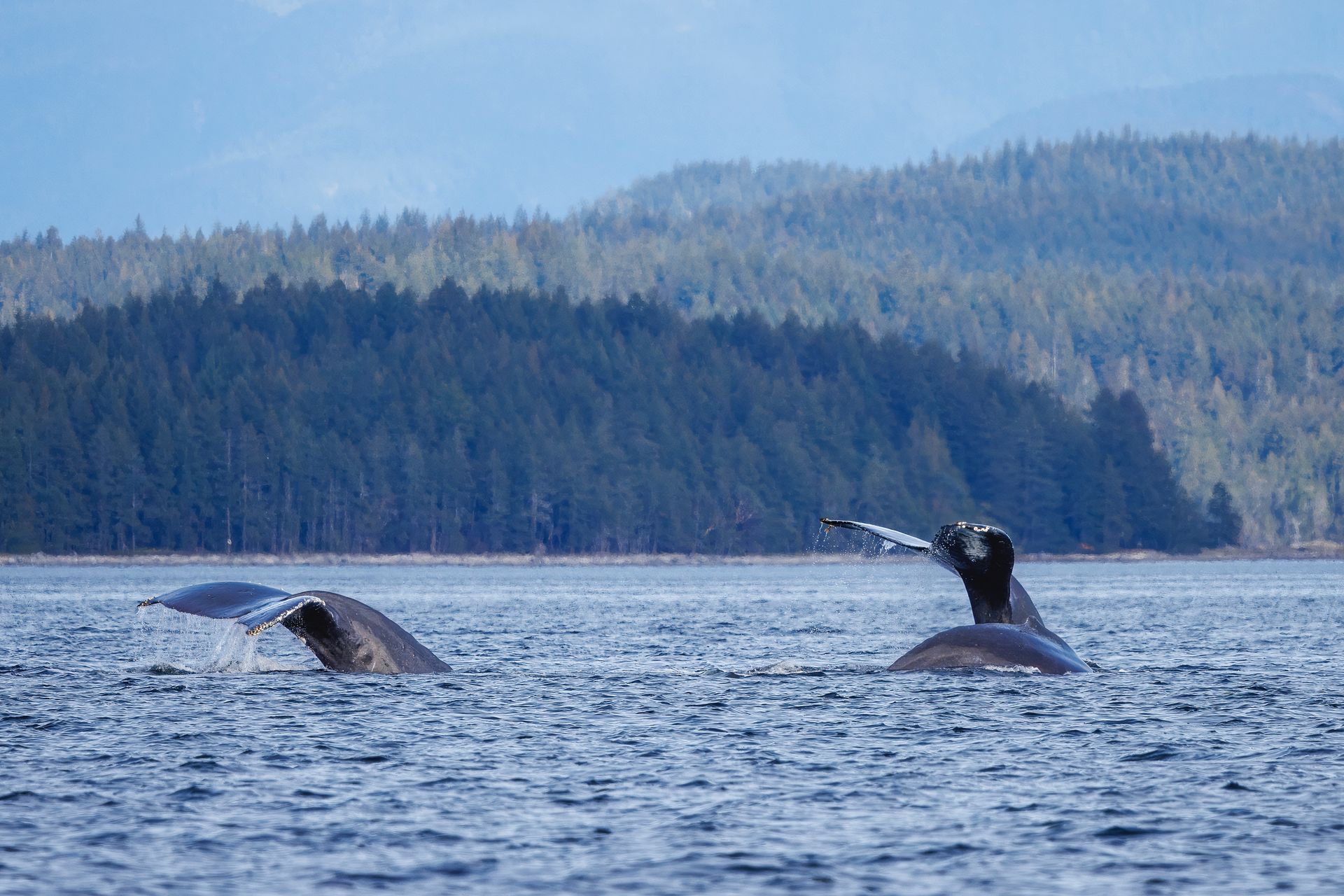Bultruggen, Vancouver Island, Canada