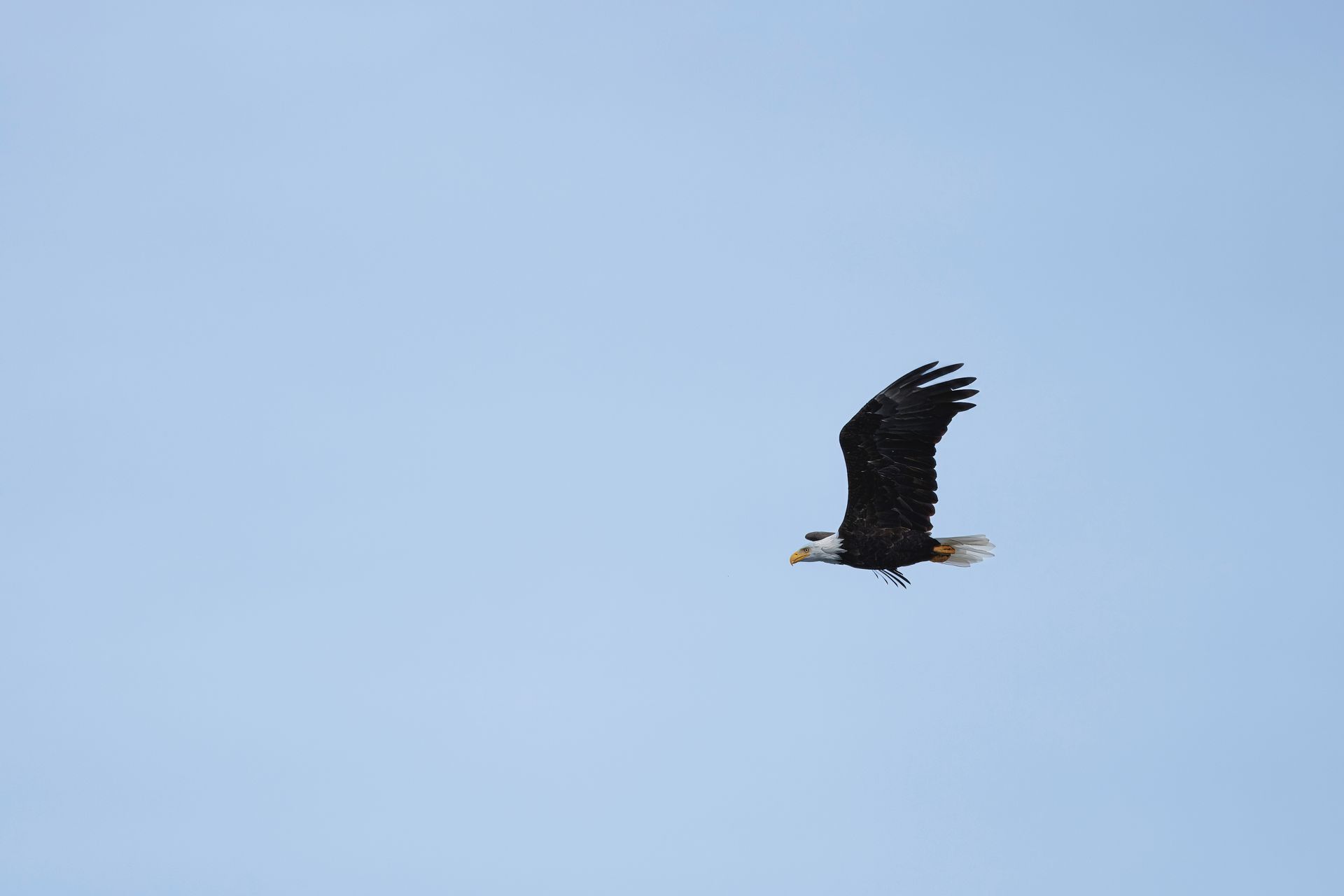 American Eagle, Vancouver Island, Canada
