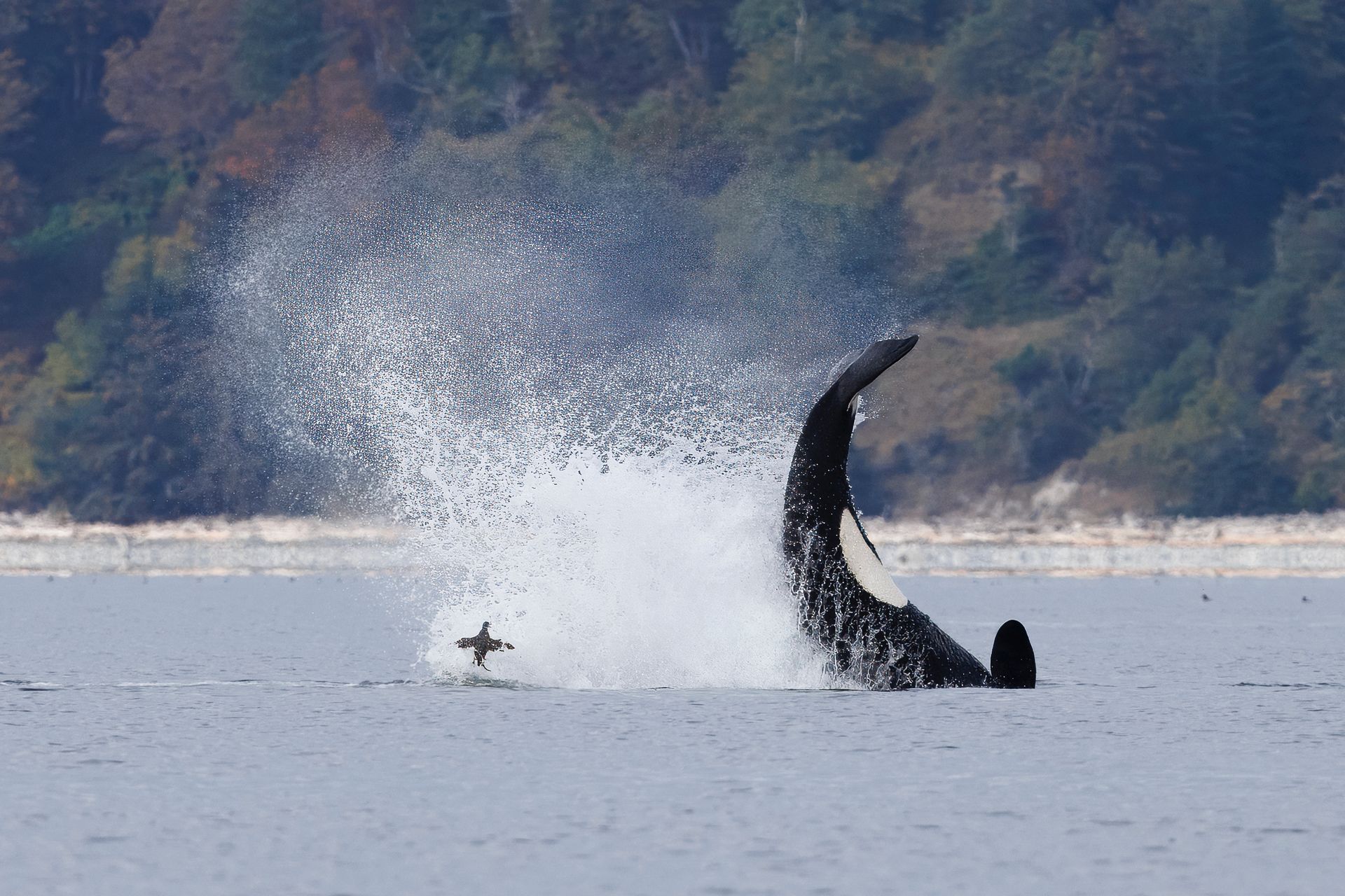 Springende Orca, Vancouver Island, Canada