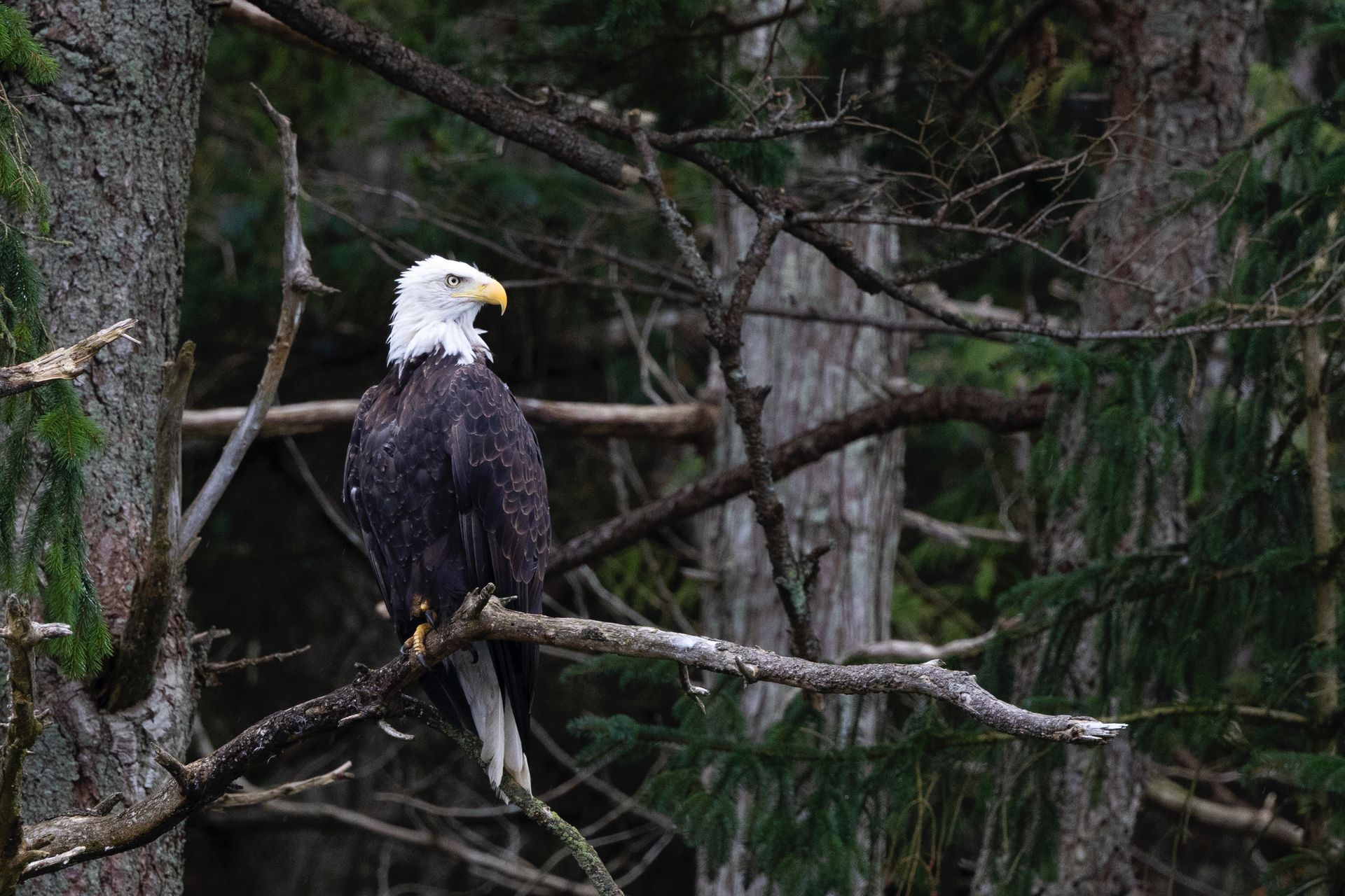 American Eagle, Vancouver Island, Canada