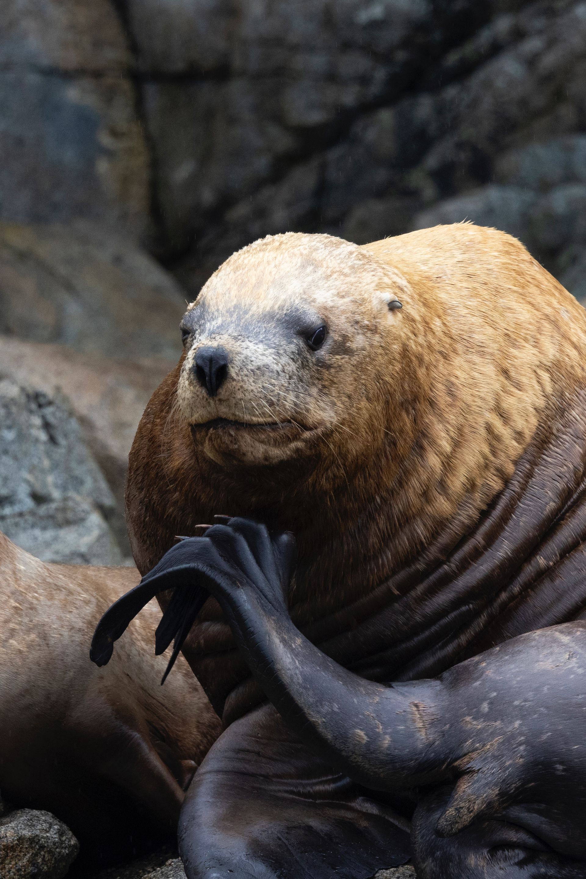 Steller zeeleeuw, Vancouver Island, Canada