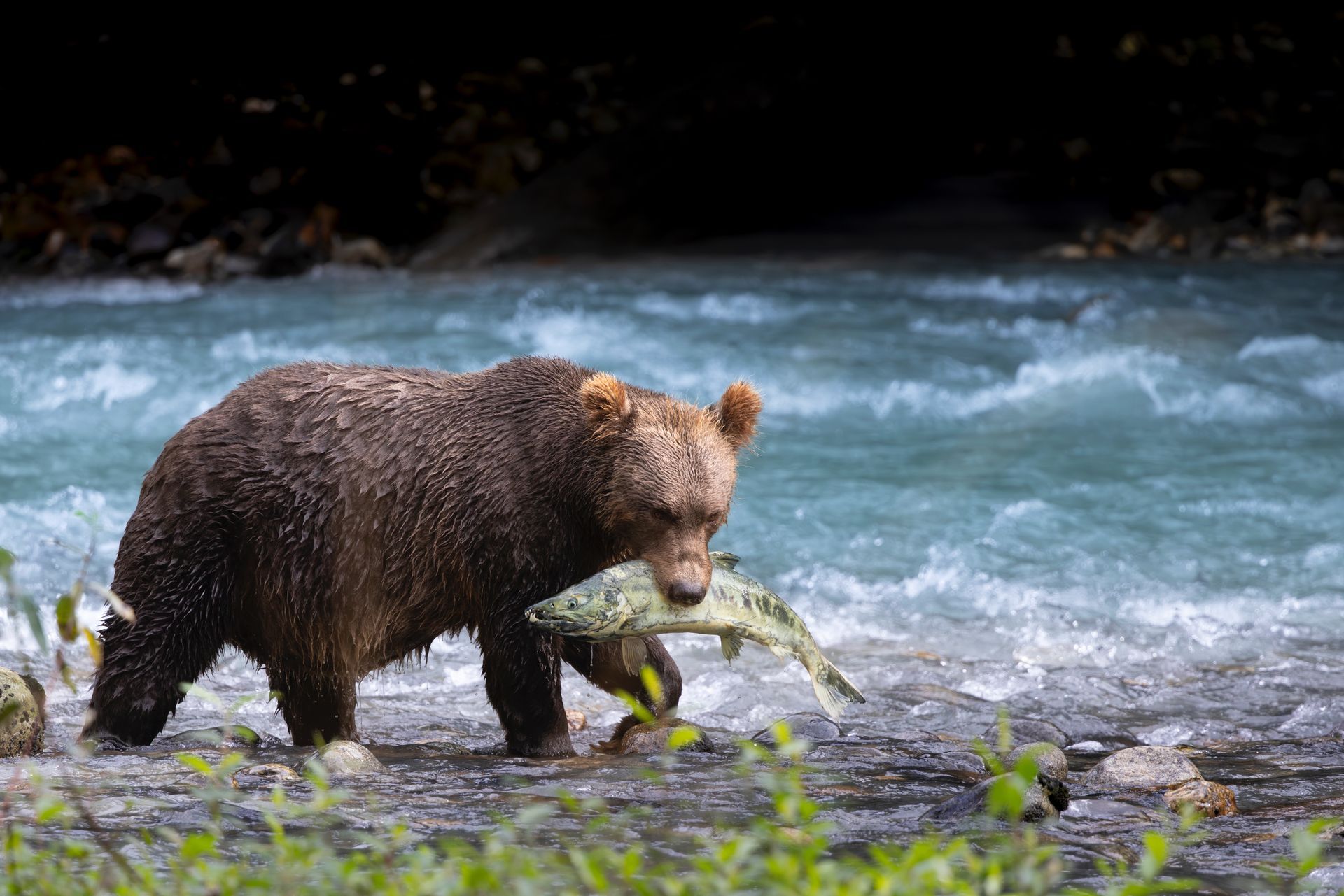 Grizzly beer op jacht naar zalm, Toba Inlet Canada