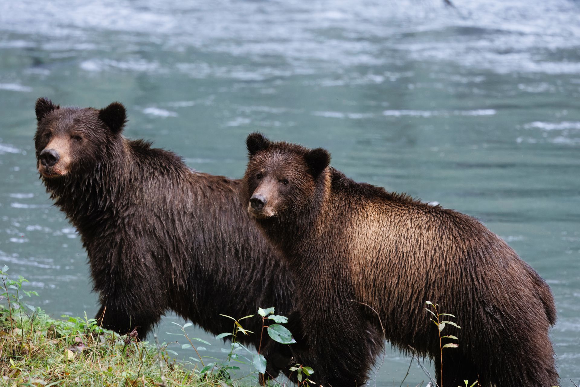 Twee natte bruine beren staan ​​aan de oever van een rivier.