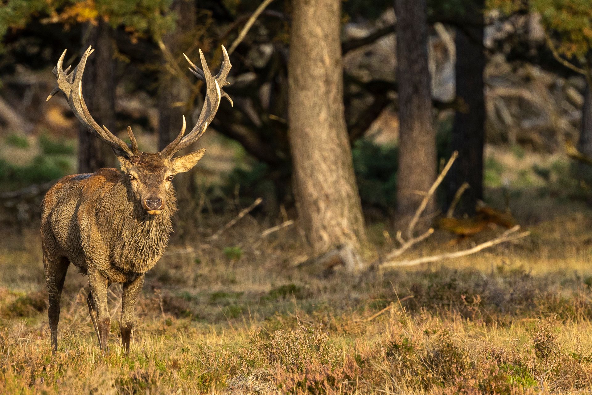 Een bok met een groot gewei staat in een zonnige open plek in het bos.