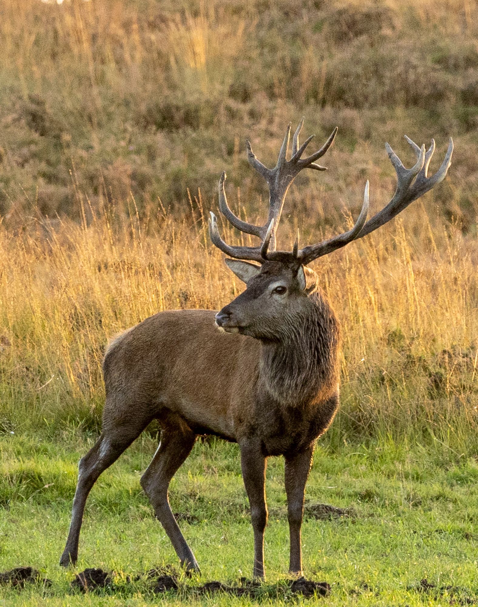 Een mannelijk hert, met een groot gewei en een bruine vacht, staat in een grasveld.
