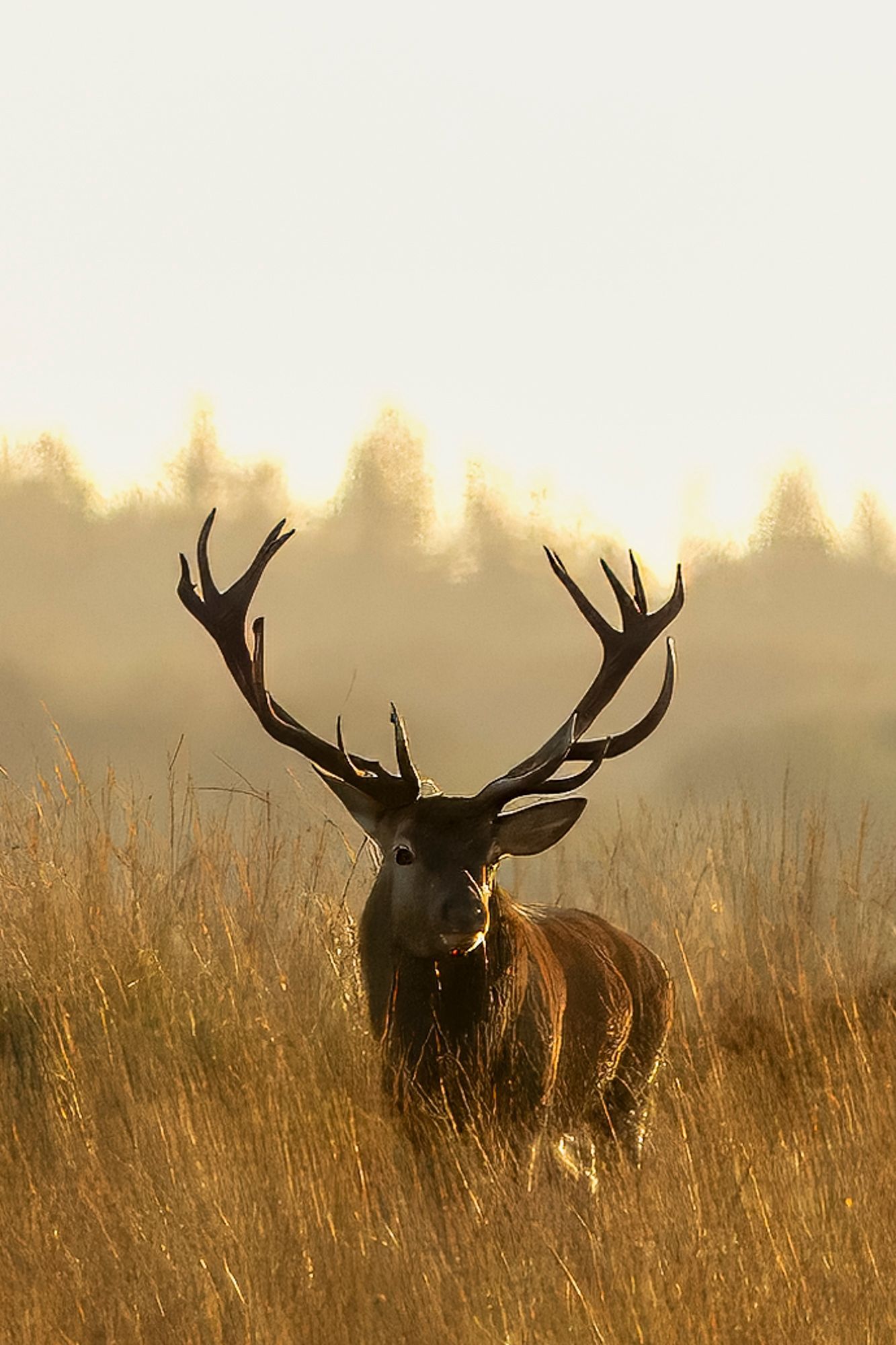 Hert, Nationaal Park Hoge Veluwe