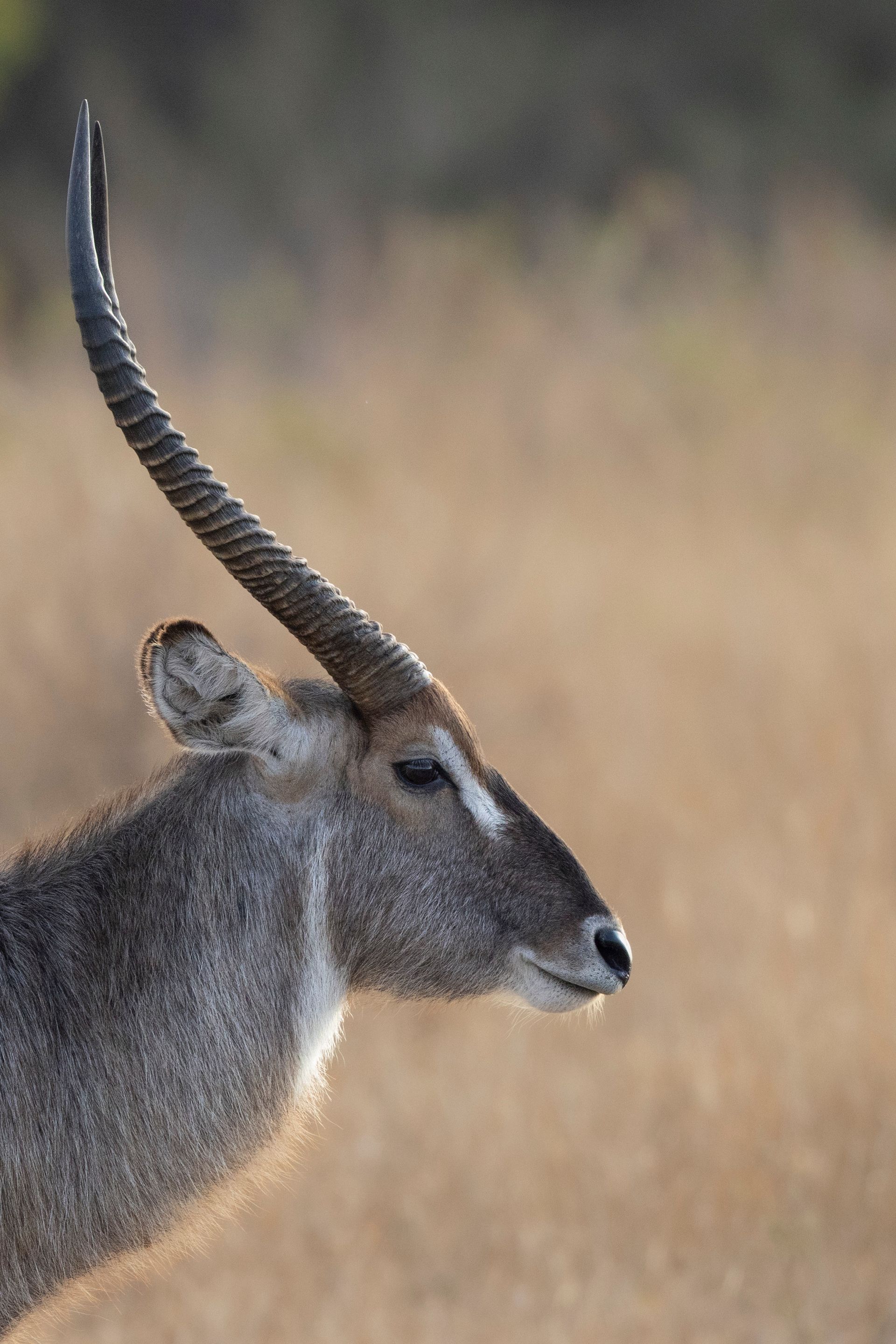 Antilope in Kruger Park, Zuid-Afrika