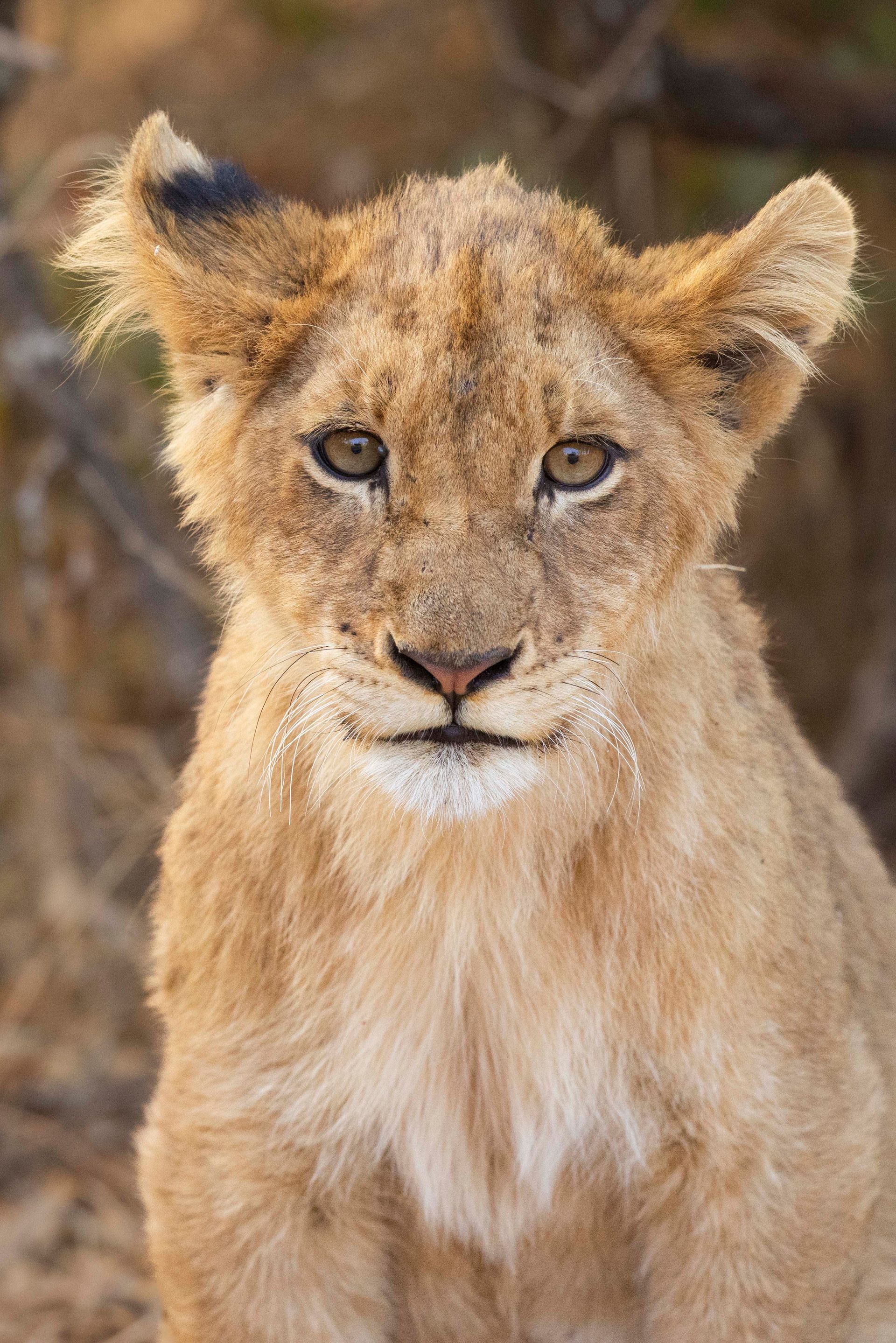 Leeuwenwelp in Kruger park, Zuid-Afrika