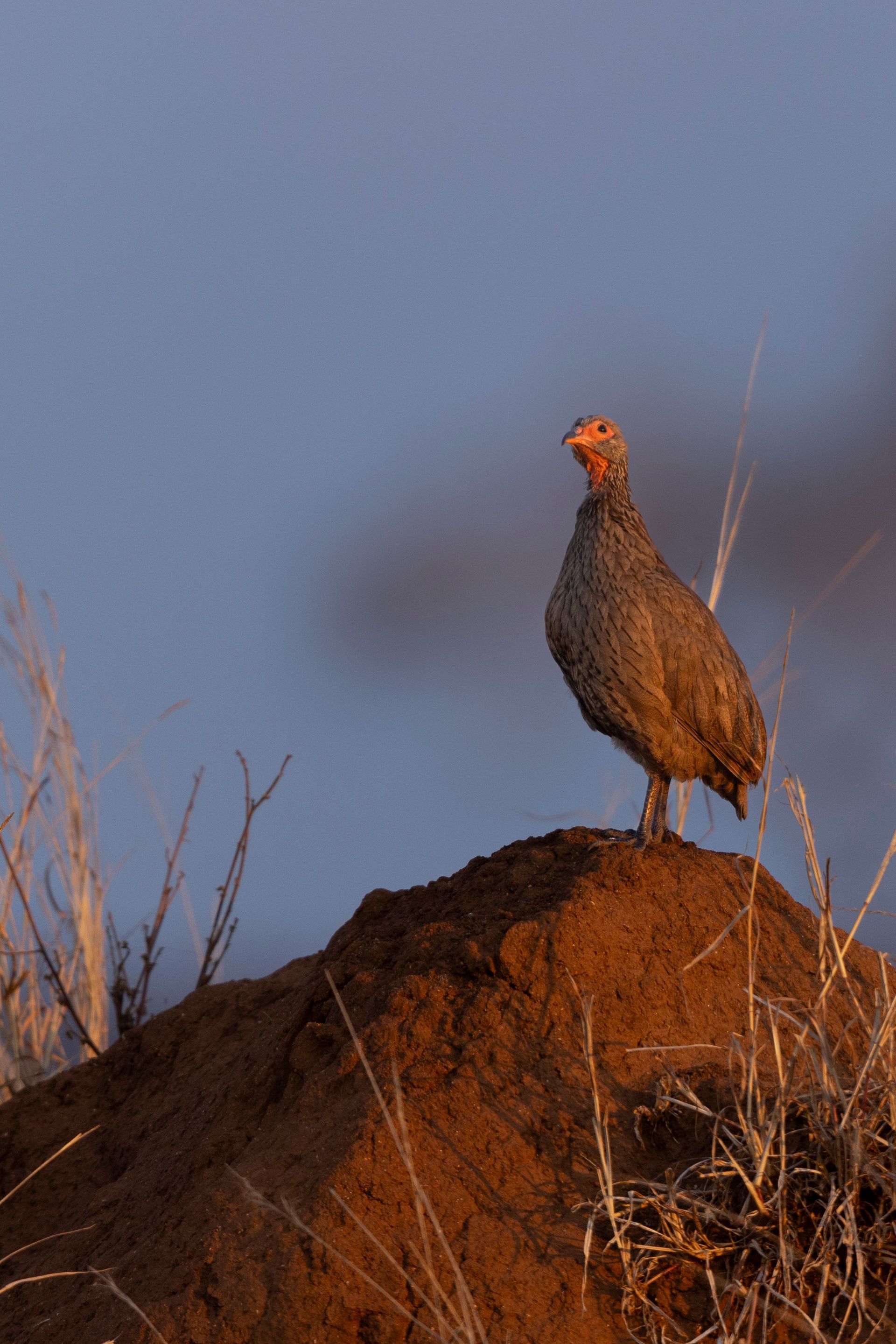Een vogel met een oranje kop staat bij zonsondergang op een rots.