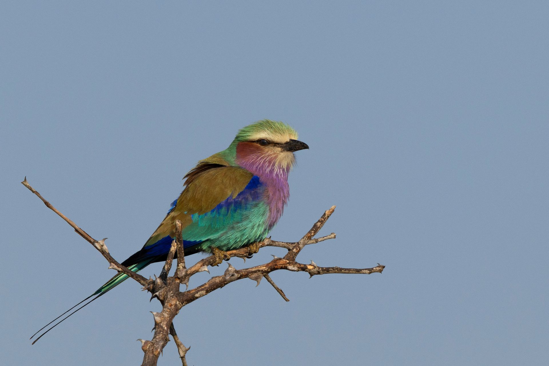 Een kleurrijke vogel zit op een kale tak tegen een helderblauwe hemel.