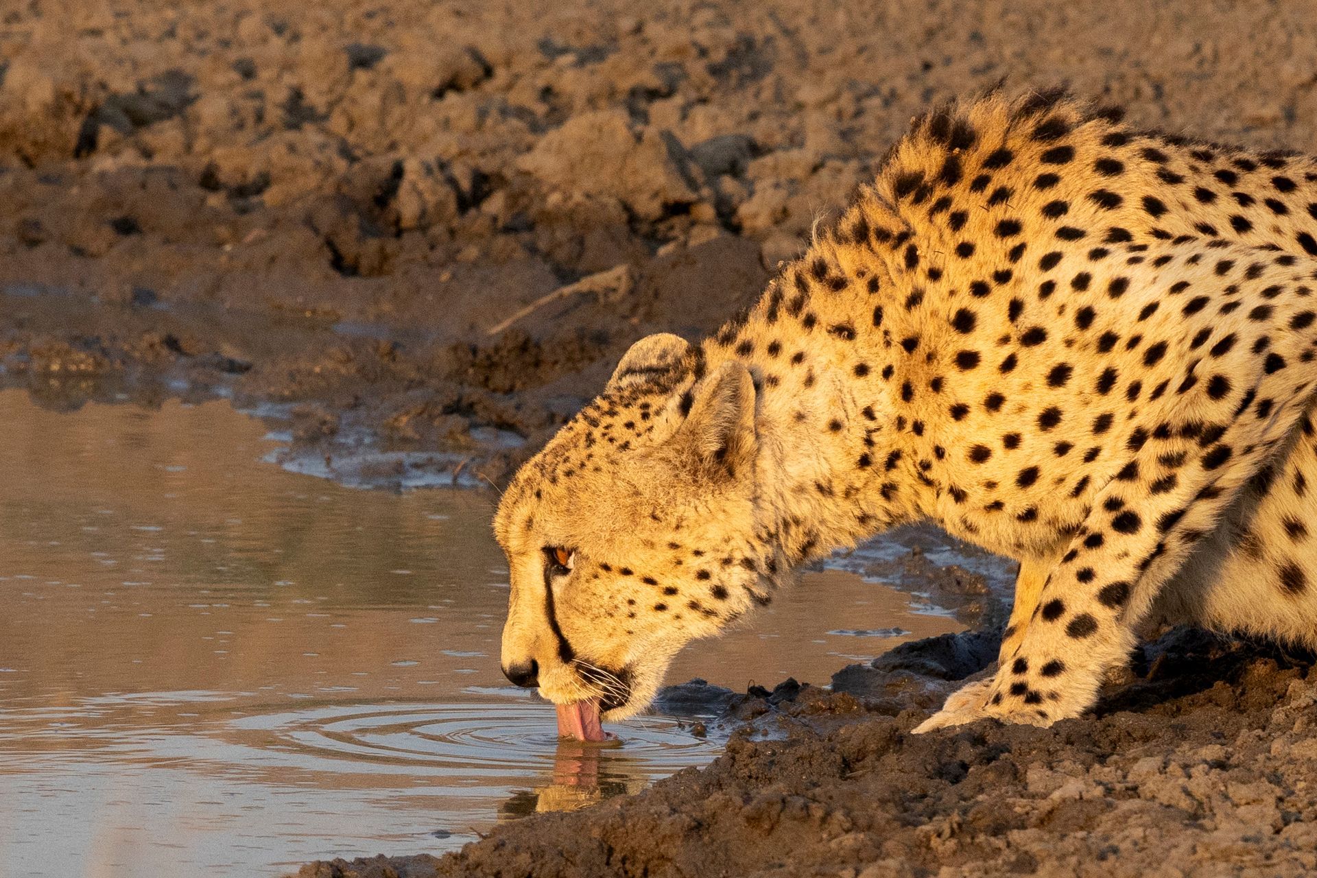 Drinkende cheetah, Kruger Park, Zuid-Afrika