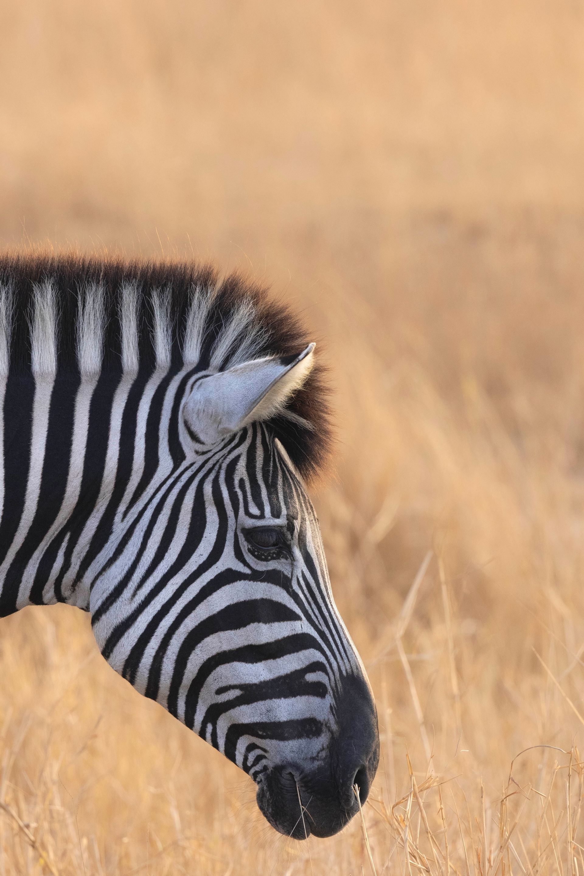 Zebra grazend in hoog goudkleurig gras, Kruger Park, Zuid-Afrika
